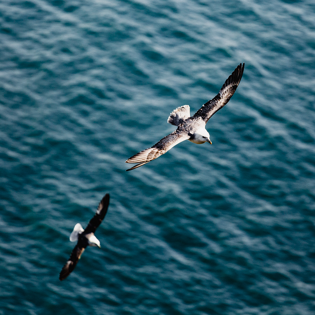 Canon EF 70-200mm F4L USM sample photo. Two seagulls and the nordic sea photography