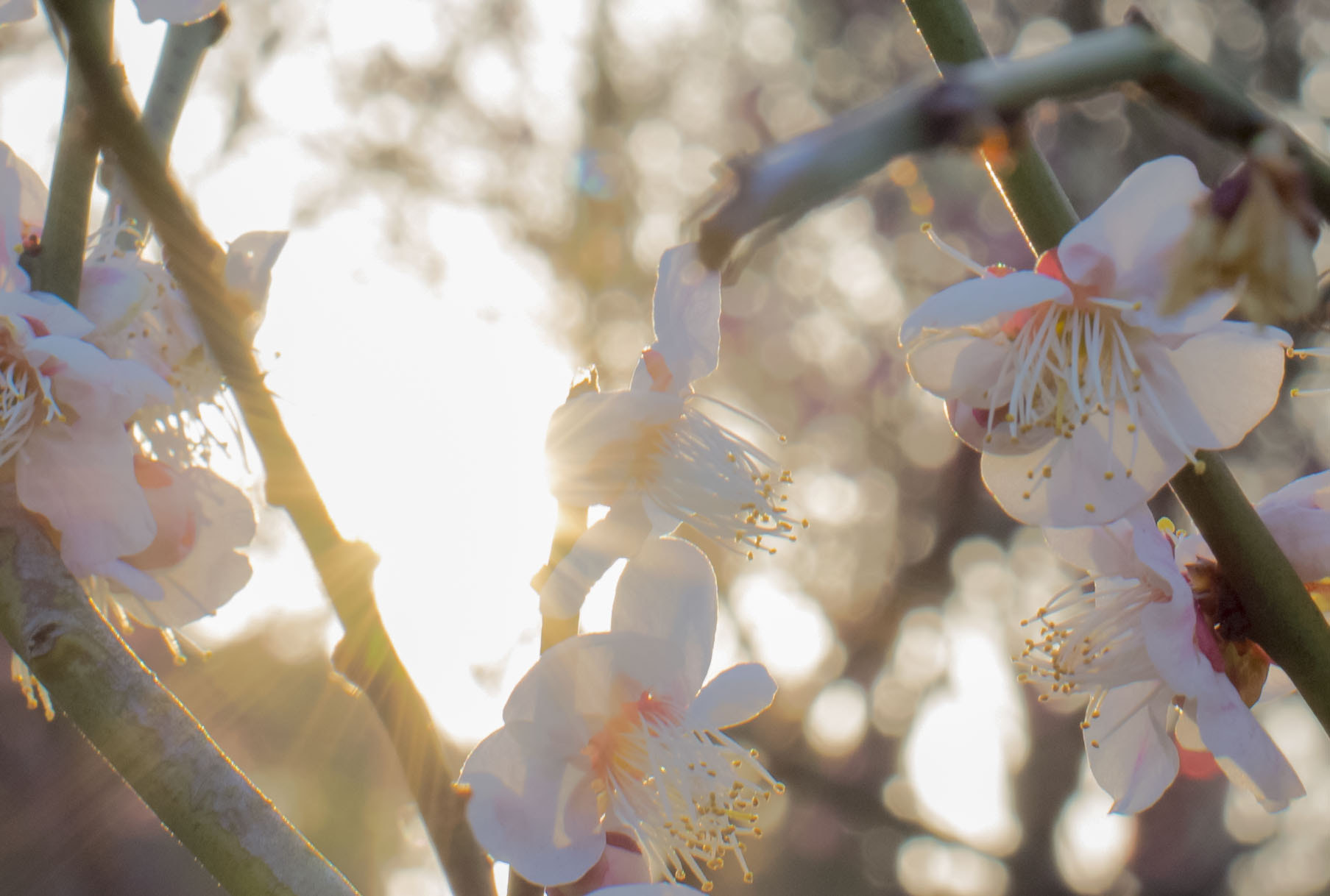 Nikon D610 + Nikon AF-S Nikkor 50mm F1.4G sample photo. Dsc photography