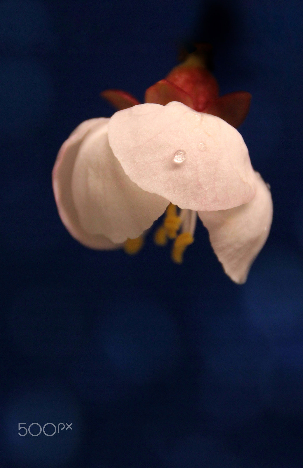 Canon EOS 550D (EOS Rebel T2i / EOS Kiss X4) sample photo. 你的照片 photography