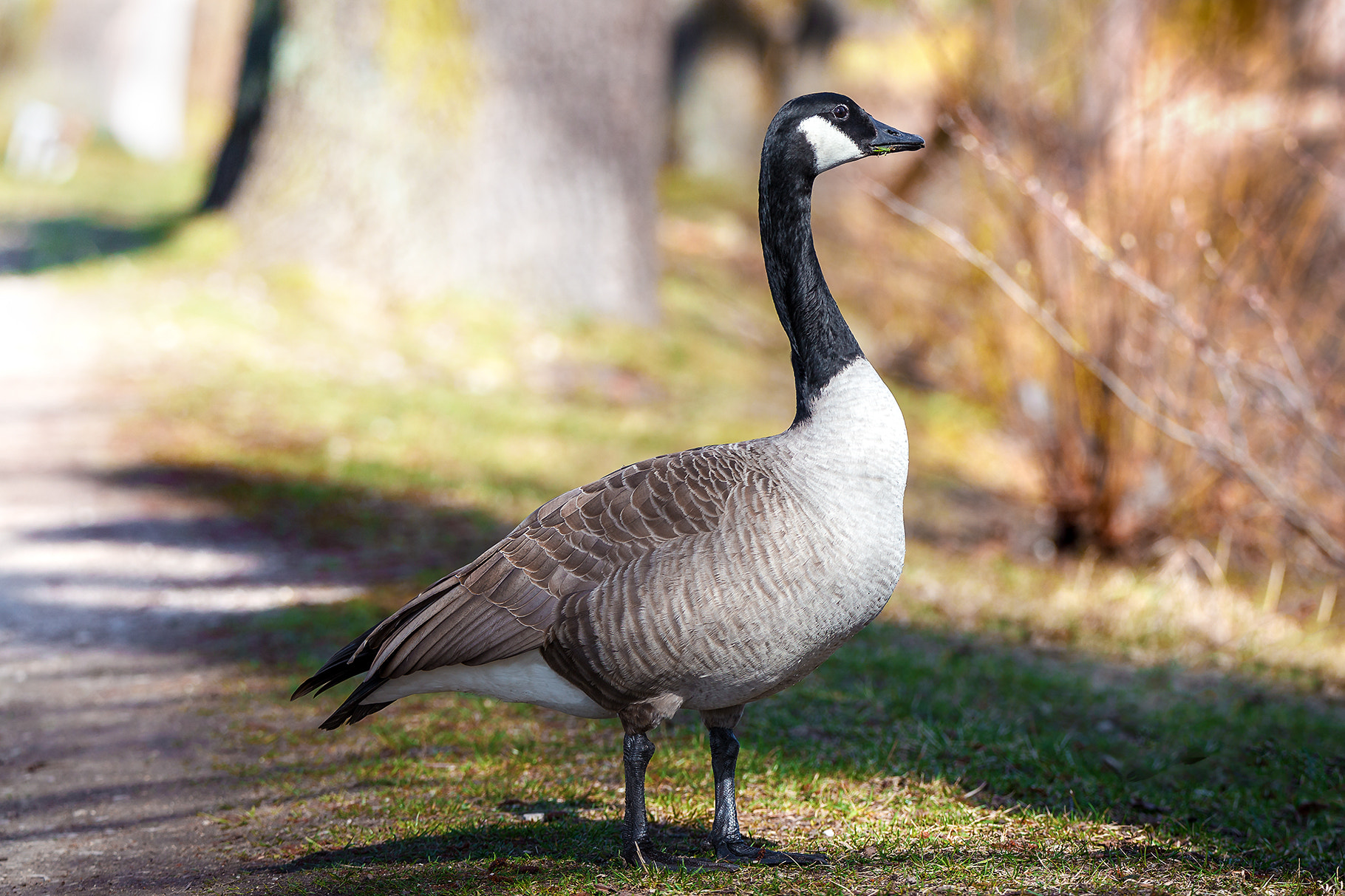 Tamron SP 150-600mm F5-6.3 Di VC USD sample photo. Goose photography