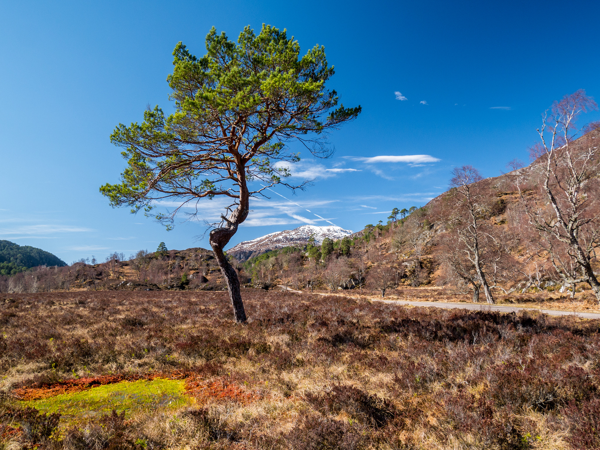 Panasonic Lumix DMC-G7 sample photo. Lonely tree at glen strathfarrar  photography