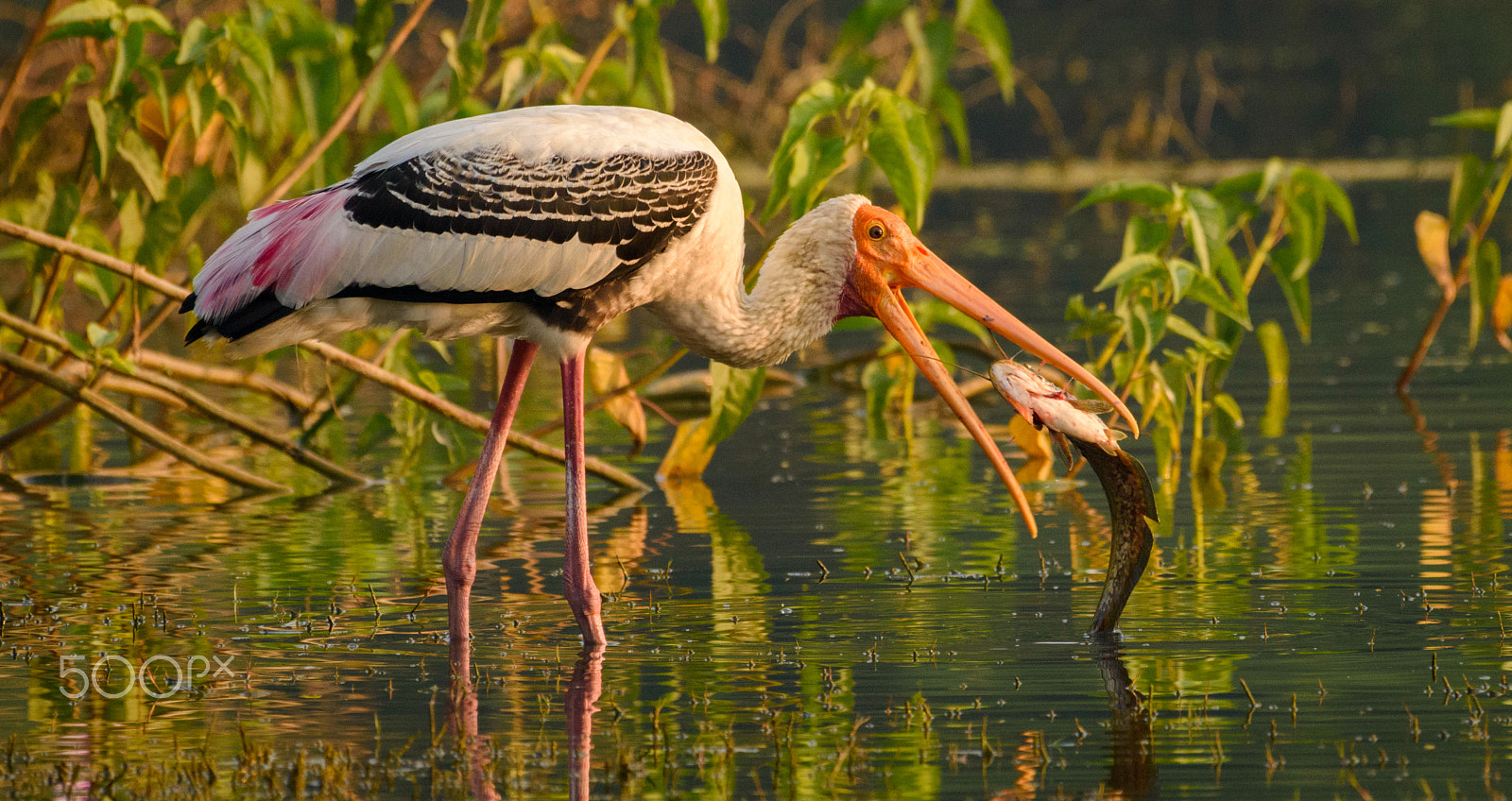 Nikon AF-S Nikkor 200-500mm F5.6E ED VR sample photo. The catch photography