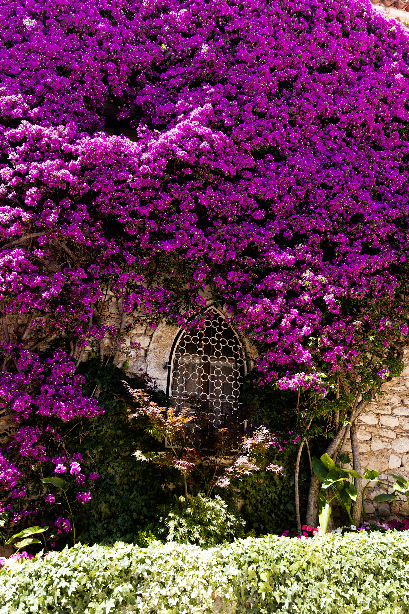 Canon EF 24-70mm F2.8L II USM sample photo. Bougainvillea of eze photography