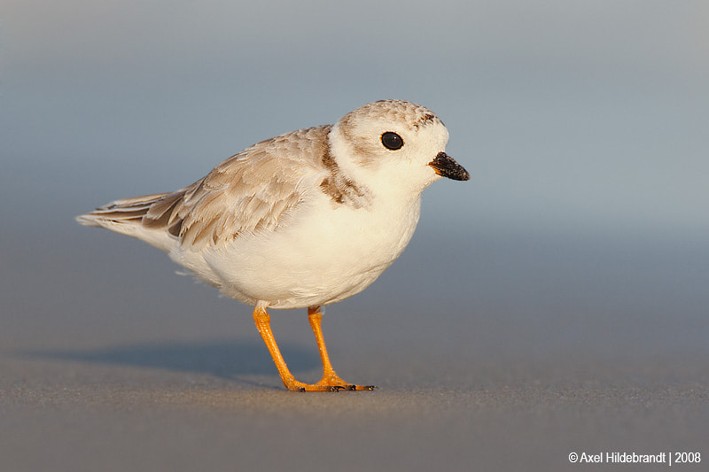 Canon EOS-1D Mark III + Canon EF 500mm F4L IS USM sample photo. Piping plover photography