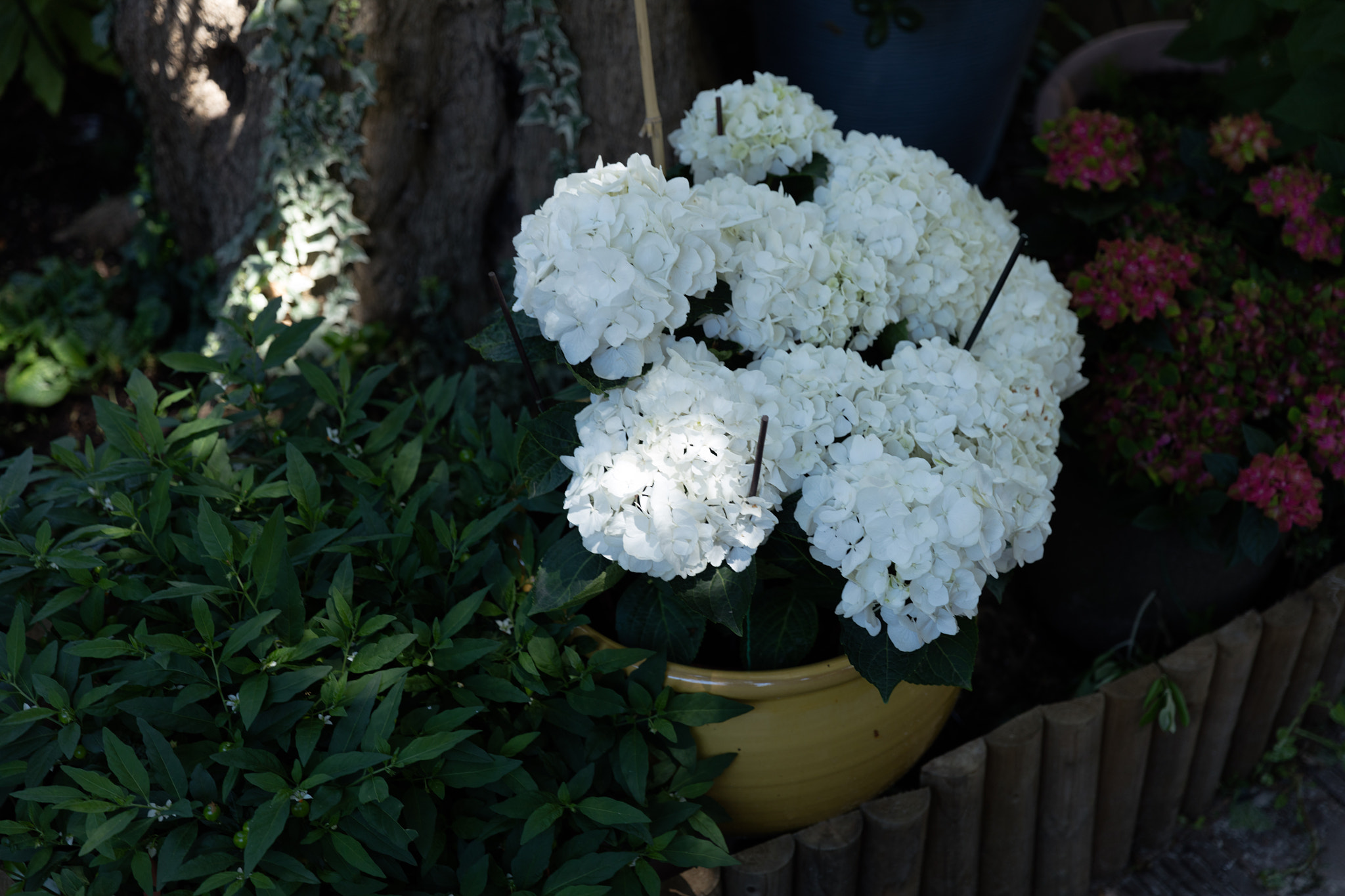 Canon EF 24-70mm F2.8L II USM sample photo. White bride photography