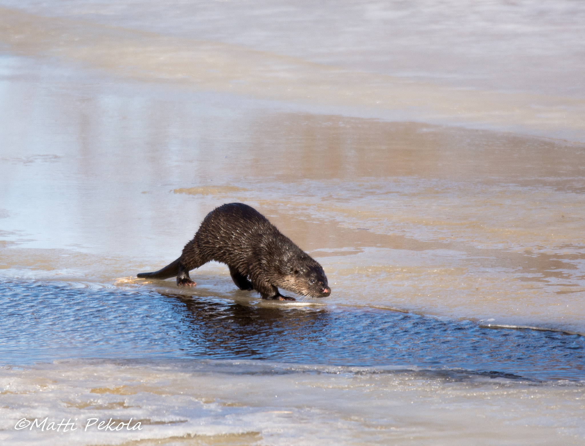 Nikon D7100 sample photo. Otter photography