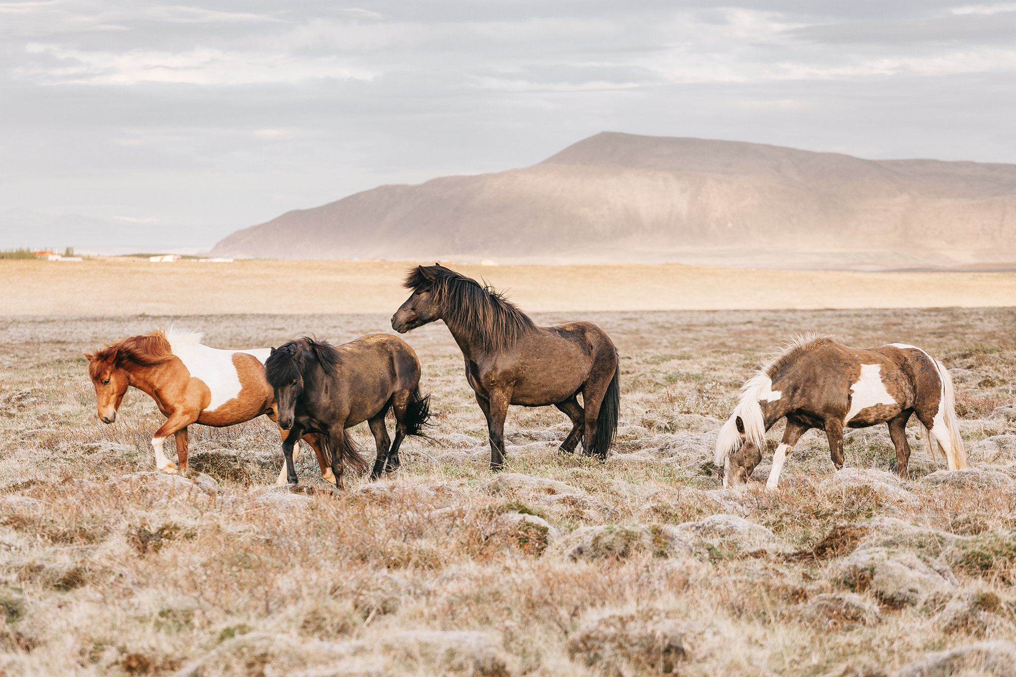 Canon EF 70-200mm F4L USM sample photo. Icelandic horses in the open field photography