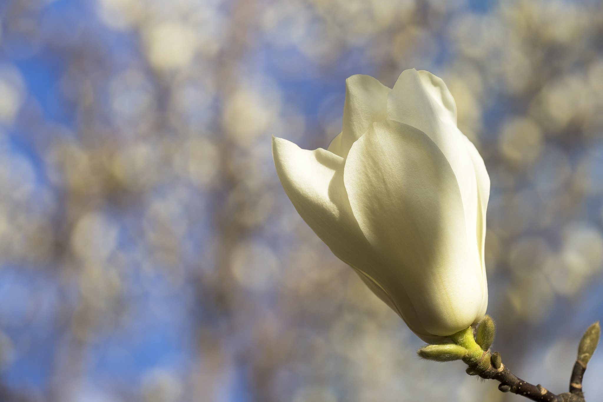 Sony a7 II + Sony FE 90mm F2.8 Macro G OSS sample photo. White magnolia photography