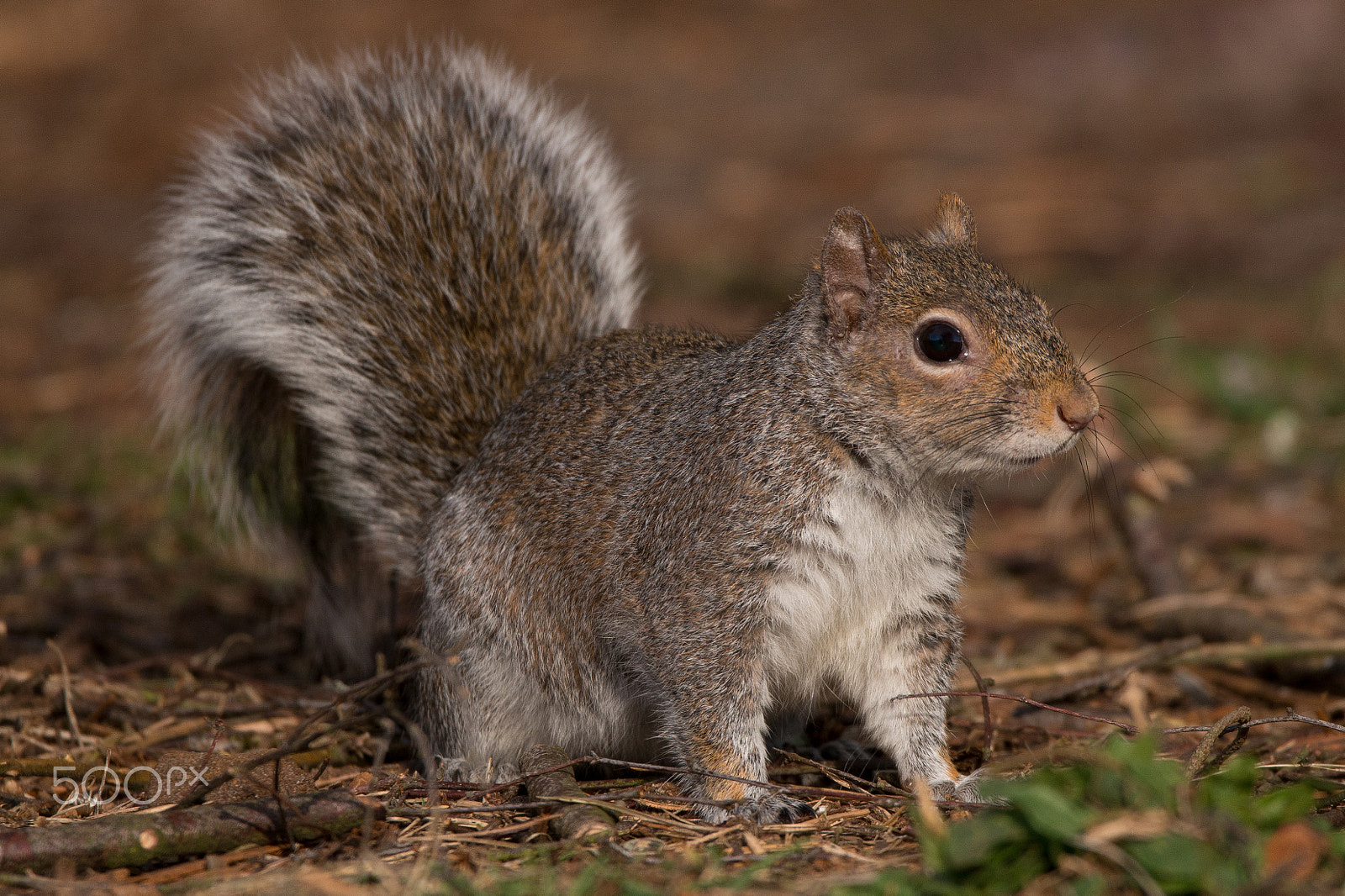 Nikon D800 sample photo. Grey squirrel   (sciurus carolinensis) photography