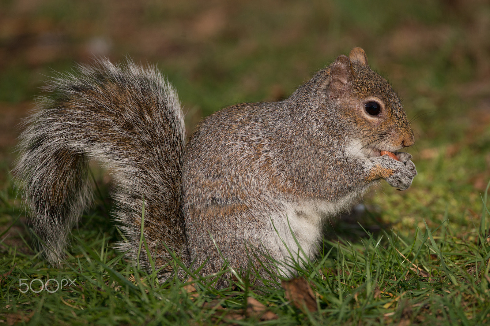 Nikon D800 sample photo. Grey squirrel   (sciurus carolinensis) photography