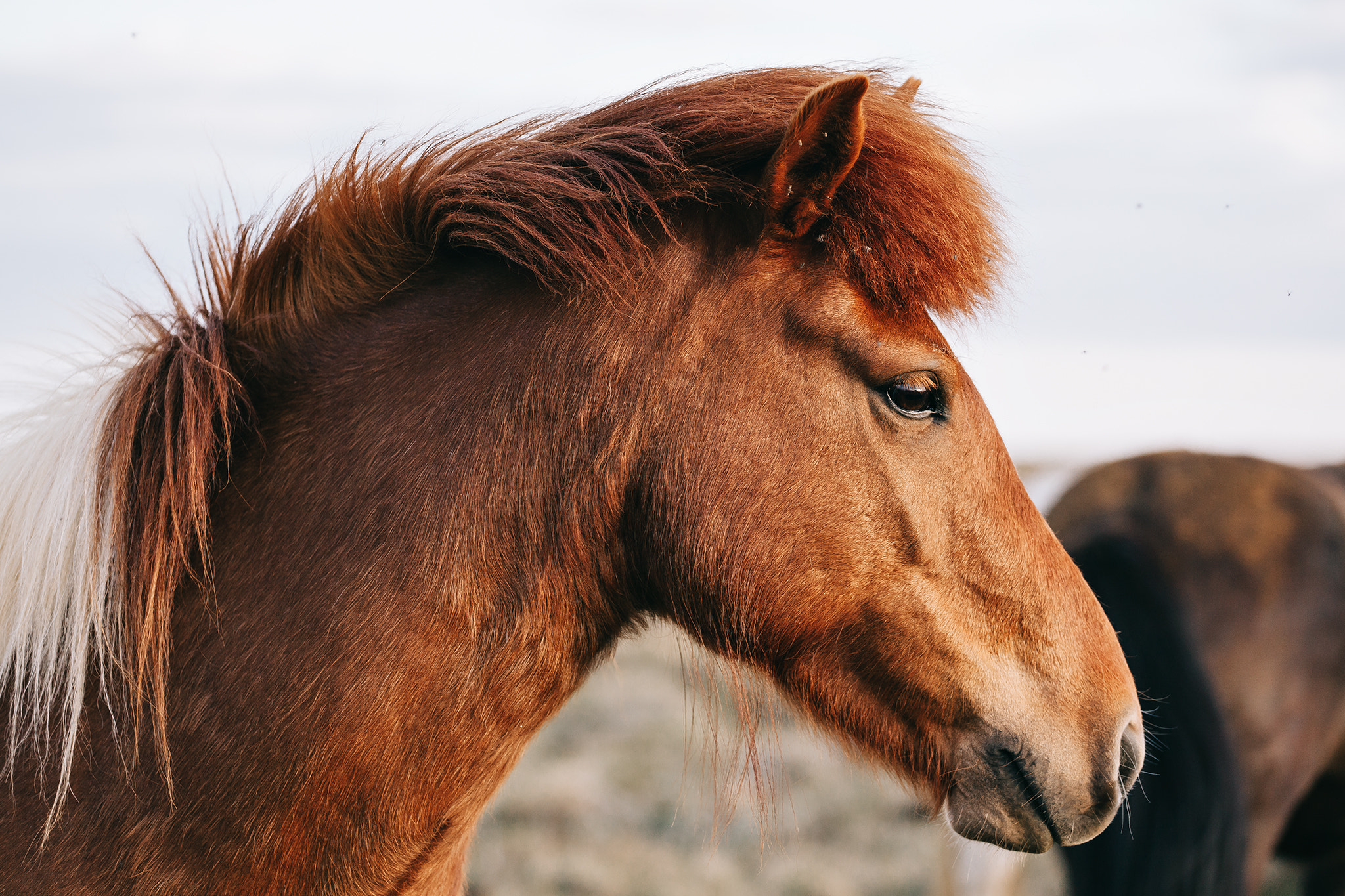 Canon EF 70-200mm F4L USM sample photo. Icelandic horse portrait photography