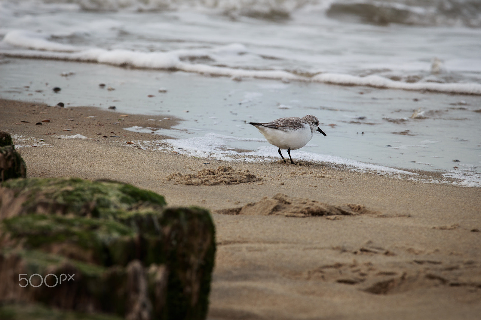 Canon EOS 700D (EOS Rebel T5i / EOS Kiss X7i) + Canon EF 70-200mm F4L IS USM sample photo. Little bird on the beach photography