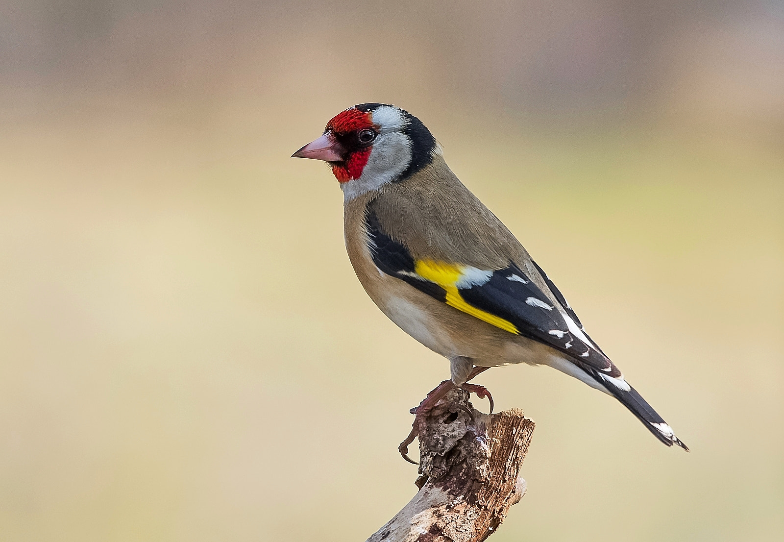 Sigma 120-400mm F4.5-5.6 DG OS HSM sample photo. Goldfinch photography