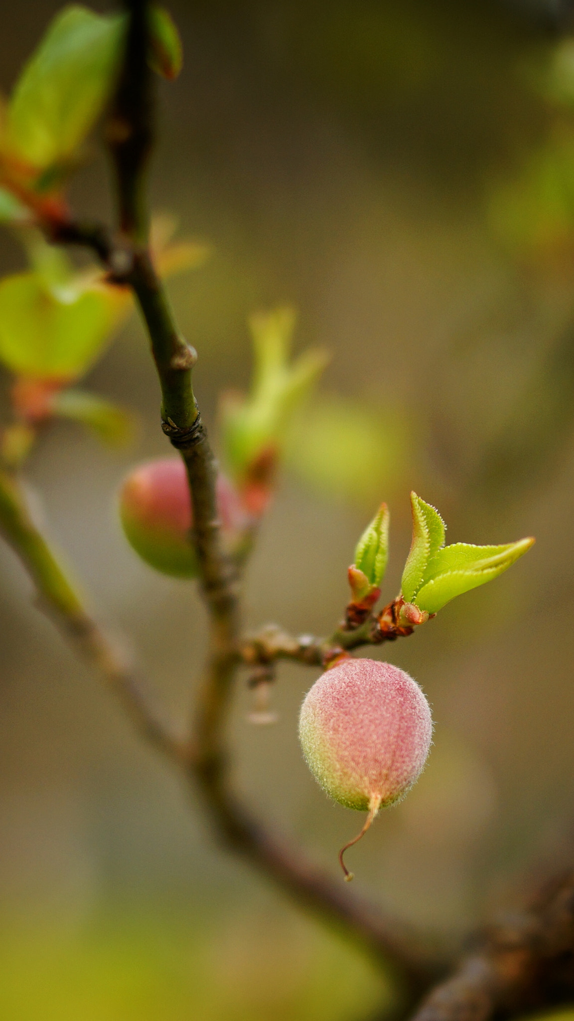 Sony Cyber-shot DSC-RX1R sample photo. 果果2 photography