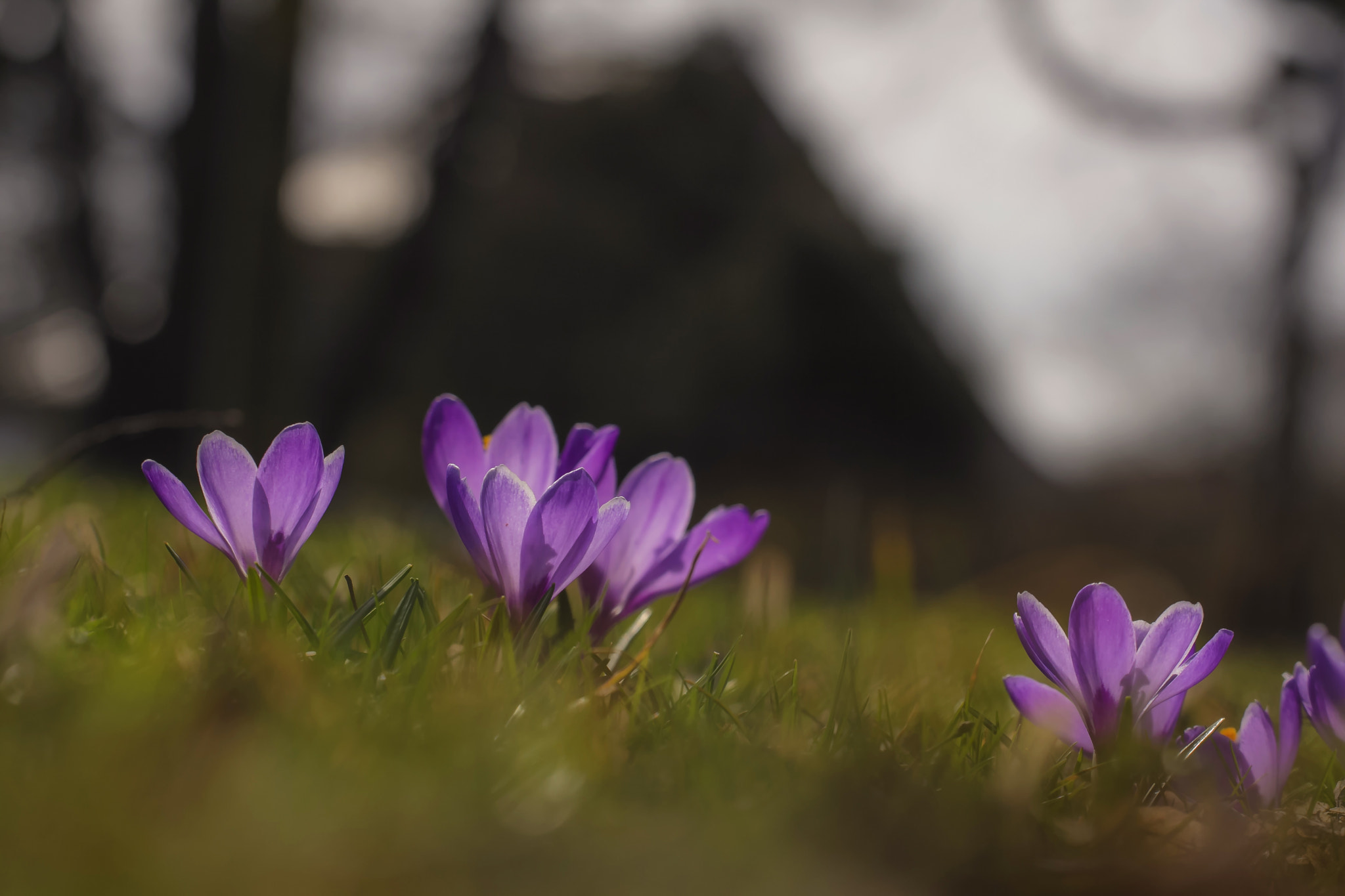 Canon EOS 60D + Canon EF 70-200mm F4L USM sample photo. Spring behind the house photography