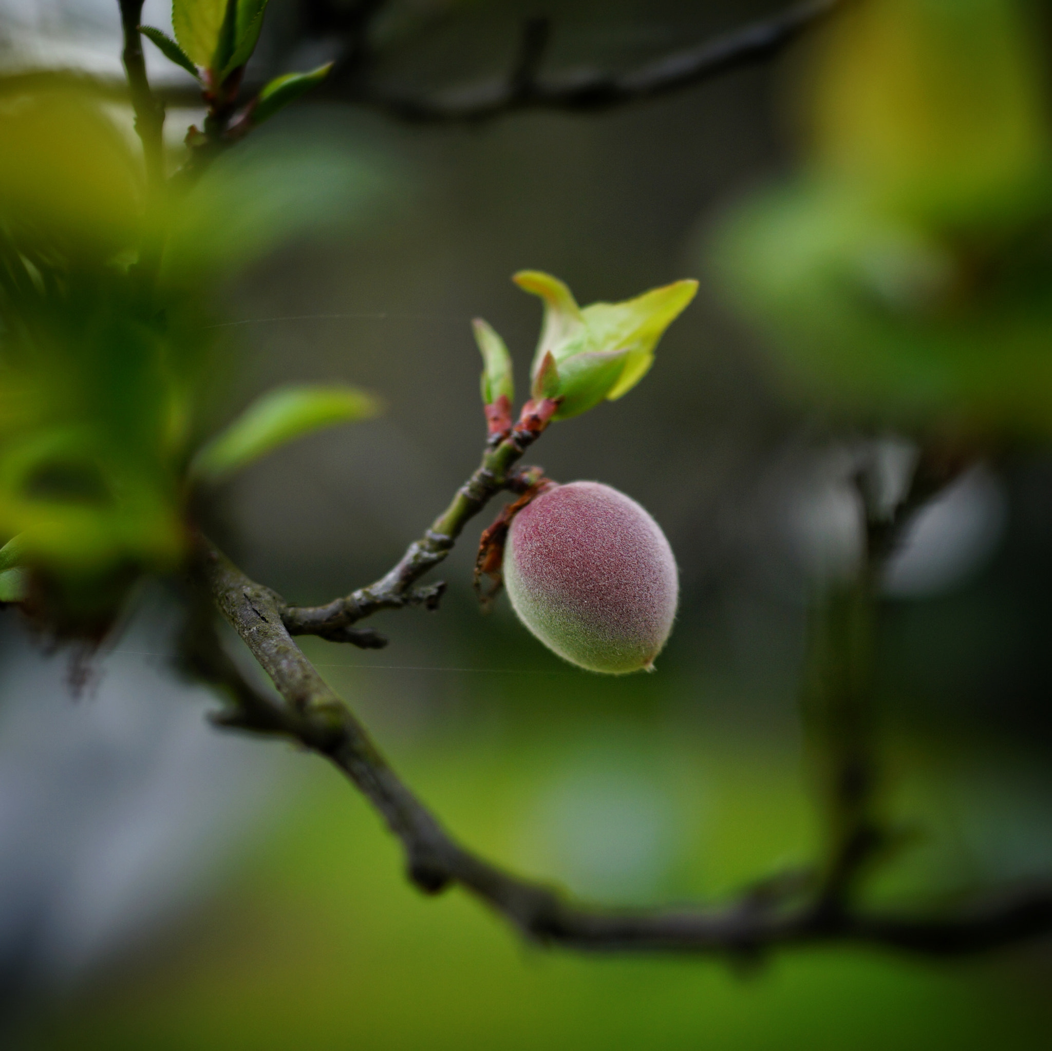 Sony Cyber-shot DSC-RX1R + Sony 35mm F2.0 sample photo. 果果3 photography