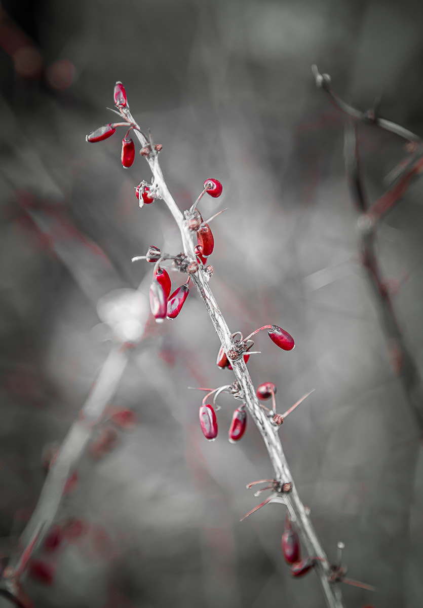 Sony a7R II + Canon EF 24-105mm F4L IS USM sample photo. Out of winter photography