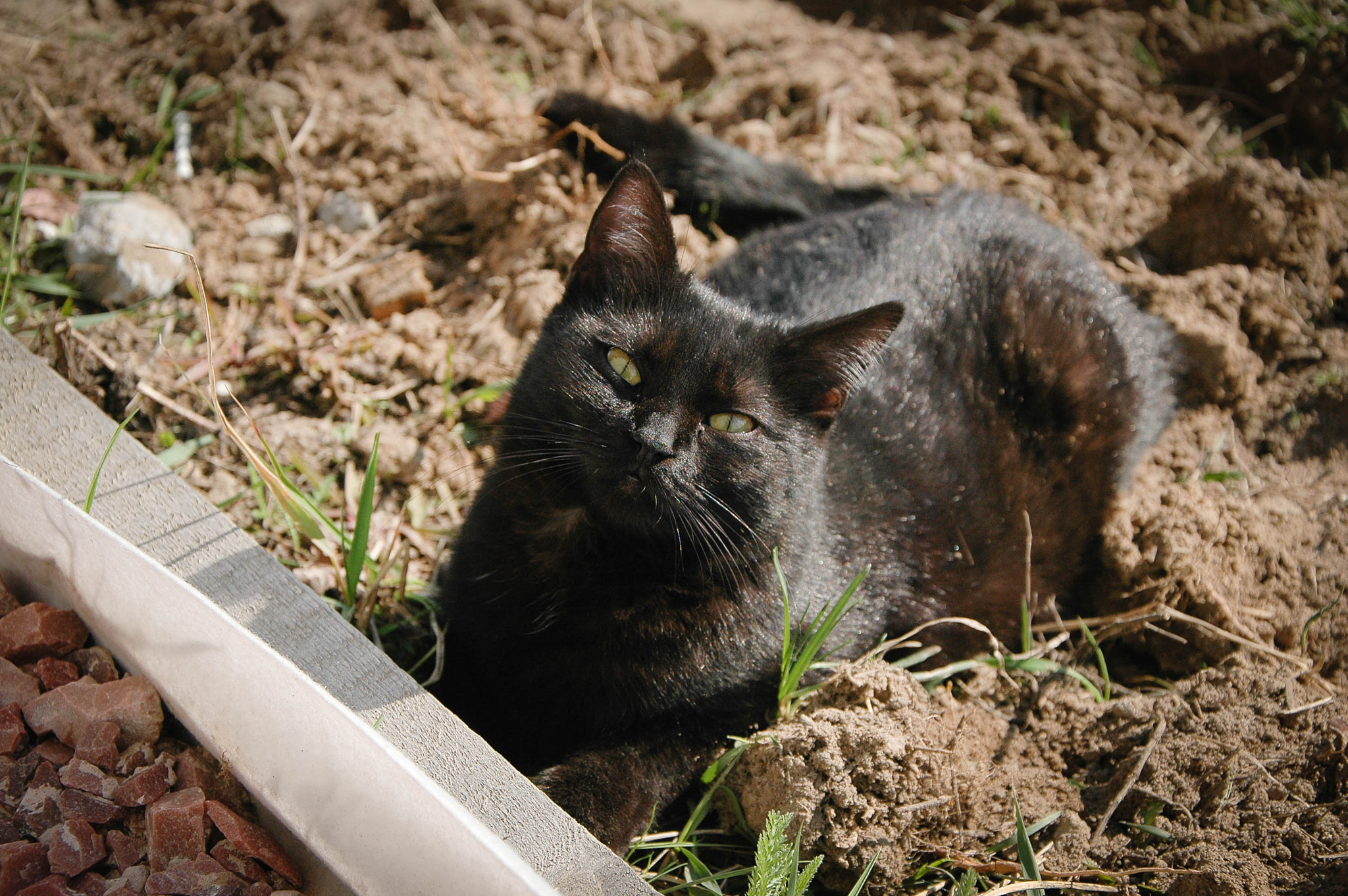 Nikon D70s + Nikon AF-S DX Nikkor 18-105mm F3.5-5.6G ED VR sample photo. Cat photography