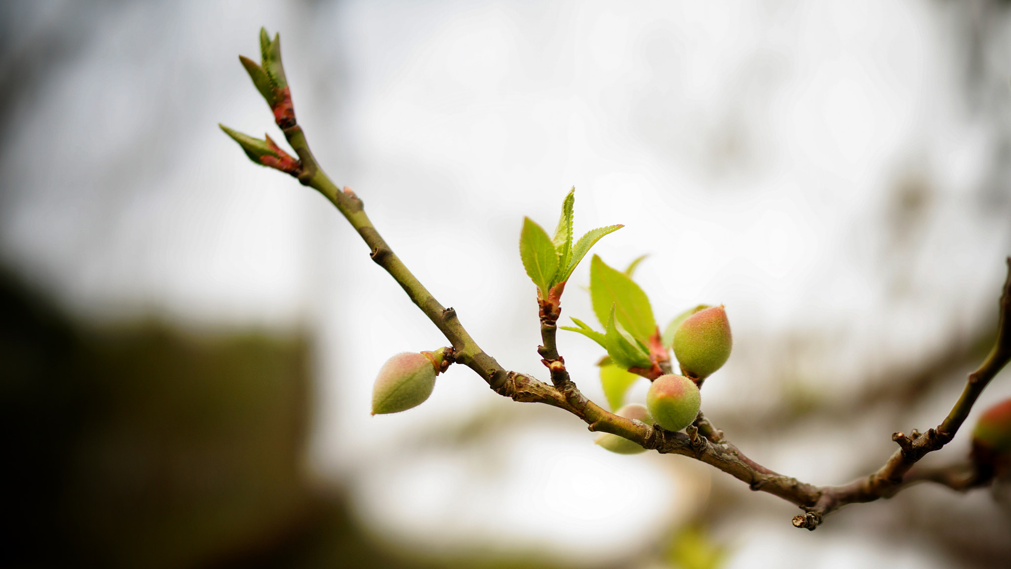 Sony 35mm F2.0 sample photo. 果果4 photography