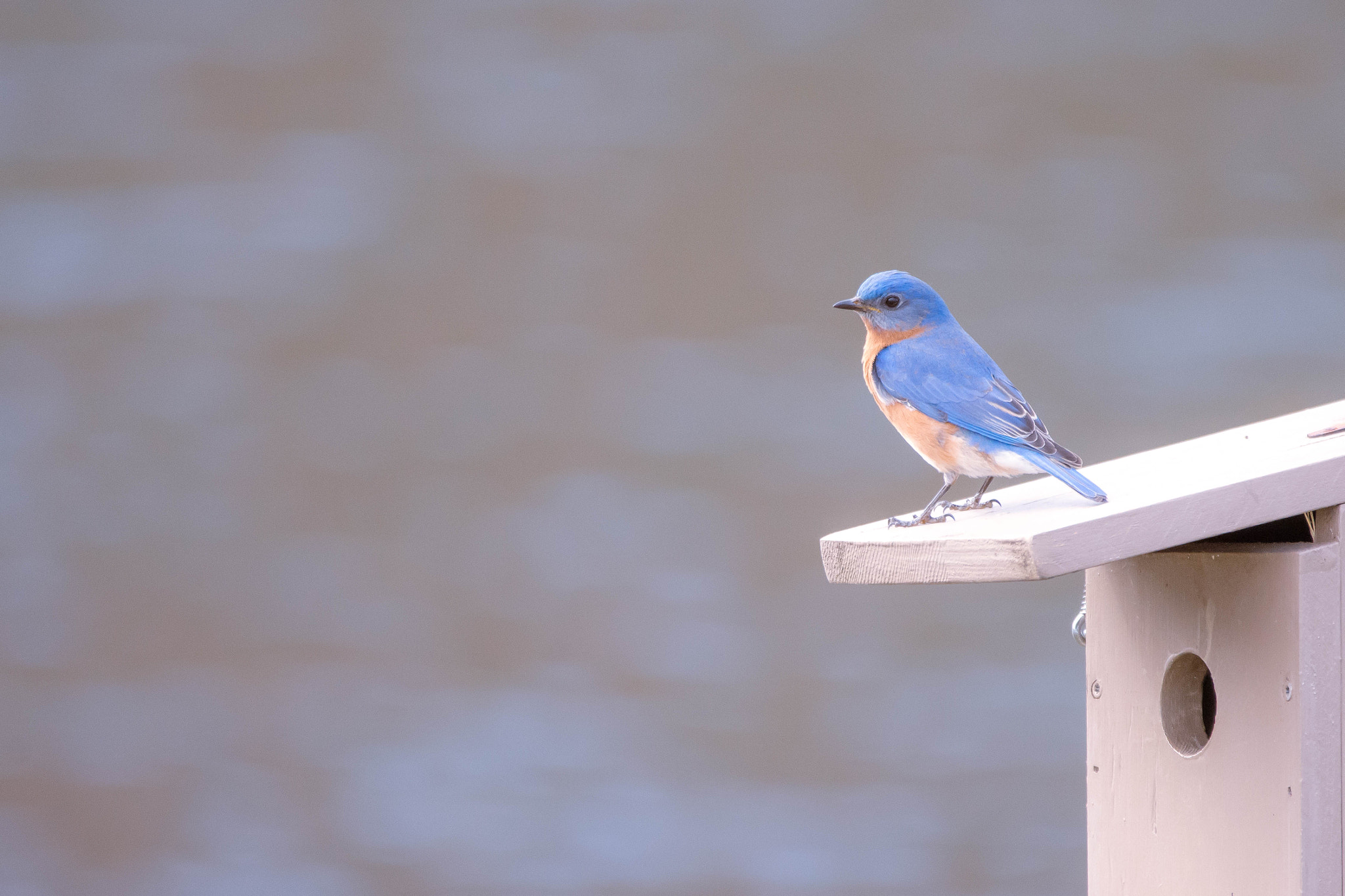 Nikon D7200 sample photo. Bluebird nesting box photography