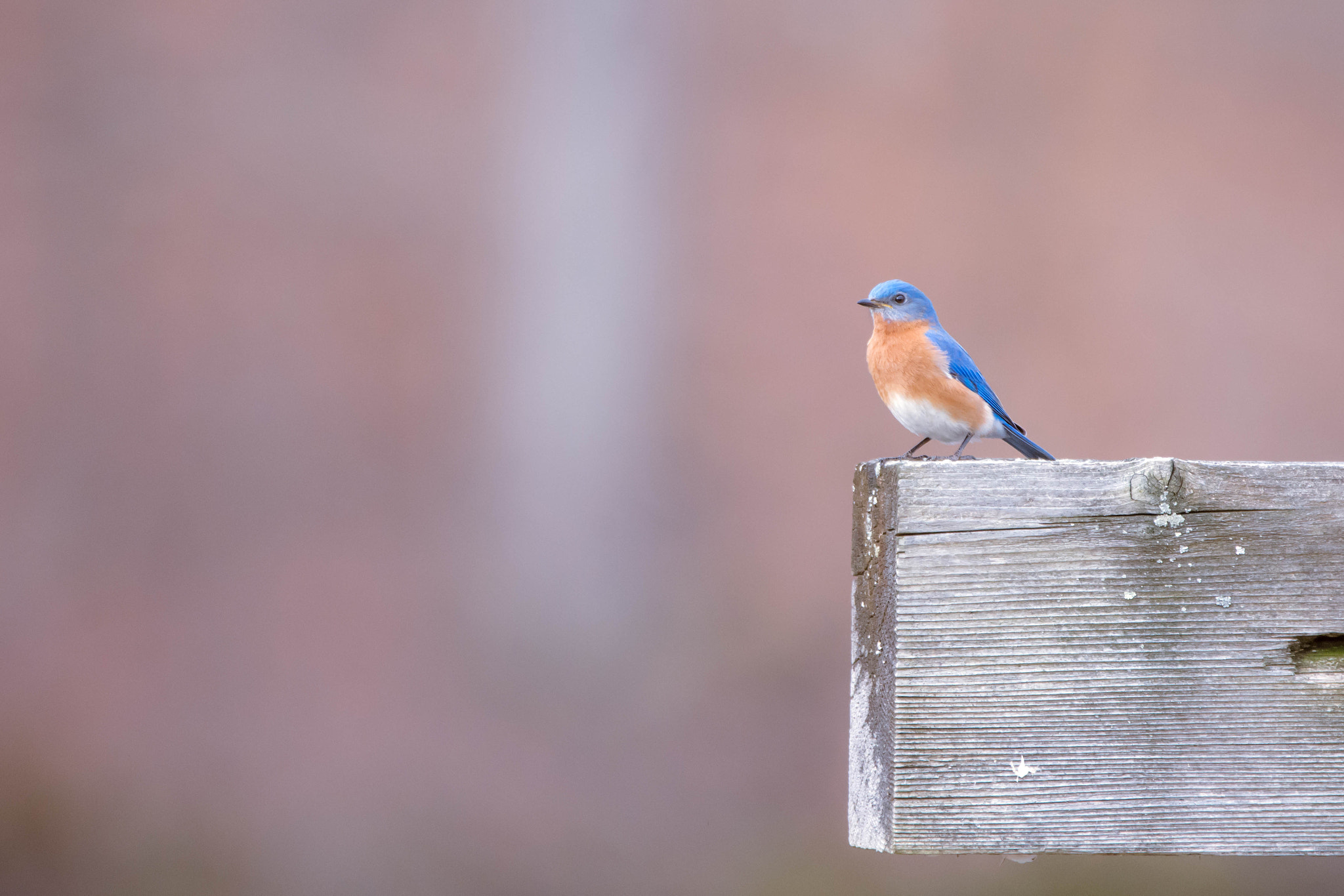 Nikon D7200 sample photo. Bluebird wood beam photography