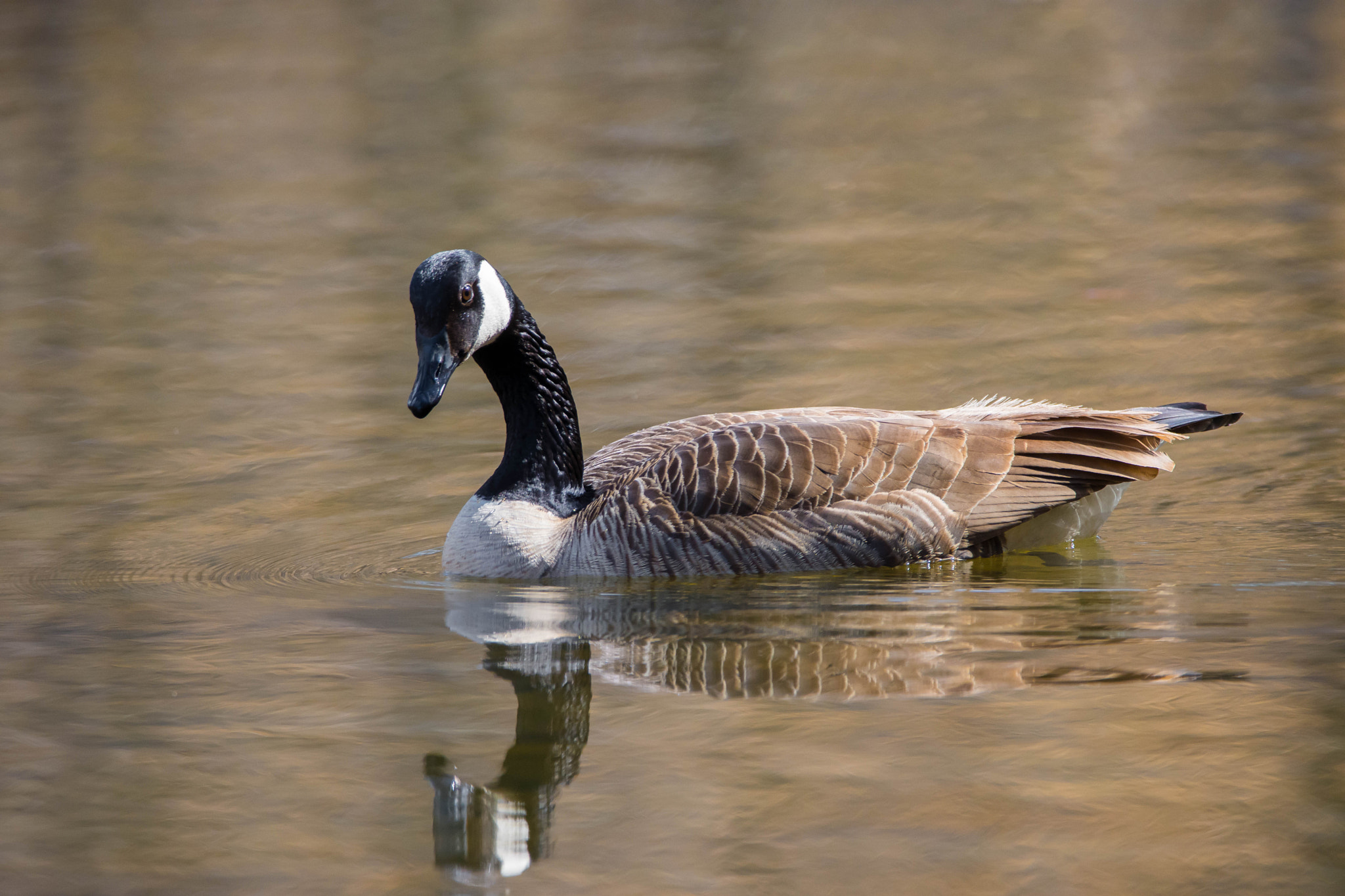 Nikon D7200 sample photo. Canadian goose spring swim photography