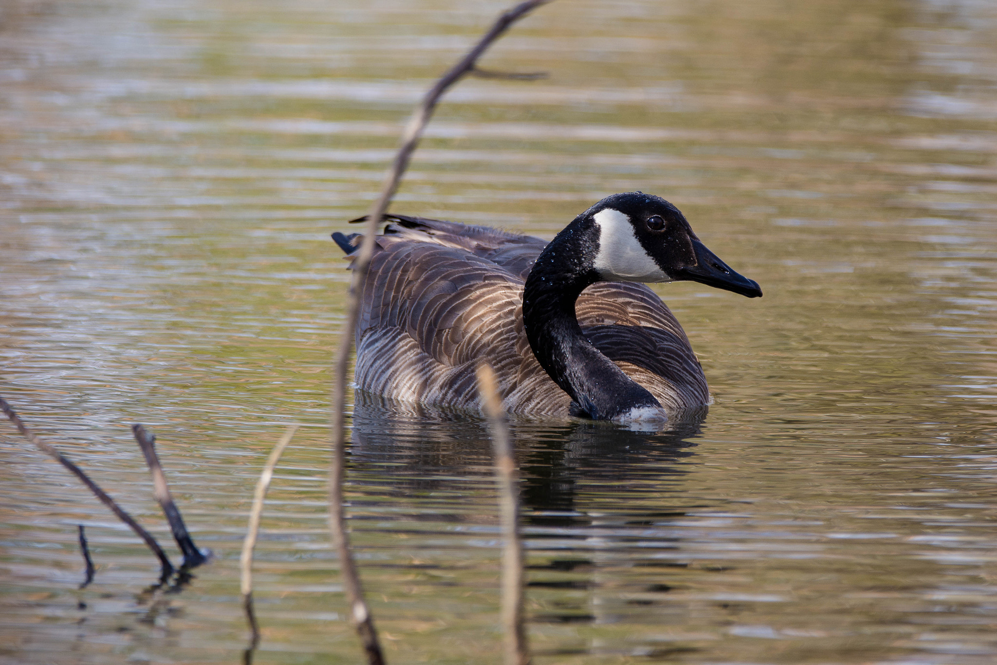 Nikon D7200 + Sigma 150-600mm F5-6.3 DG OS HSM | C sample photo. Canadian goose - twigs photography