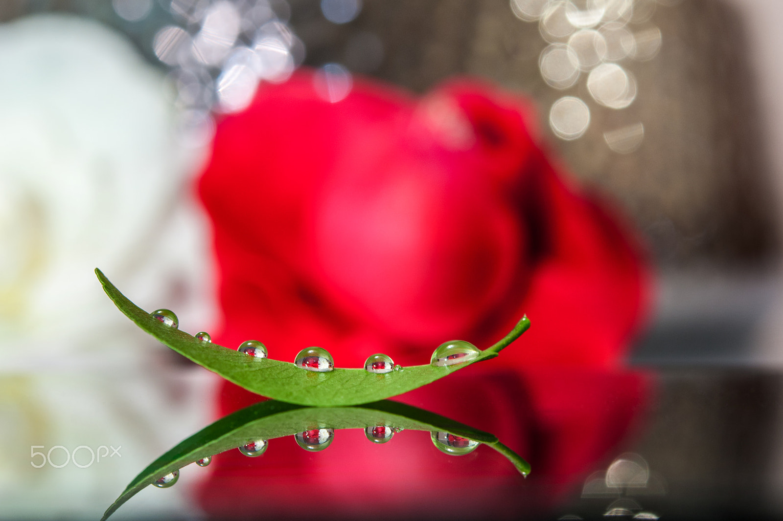 Nikon AF-S Micro-Nikkor 60mm F2.8G ED sample photo. Drops reflected photography