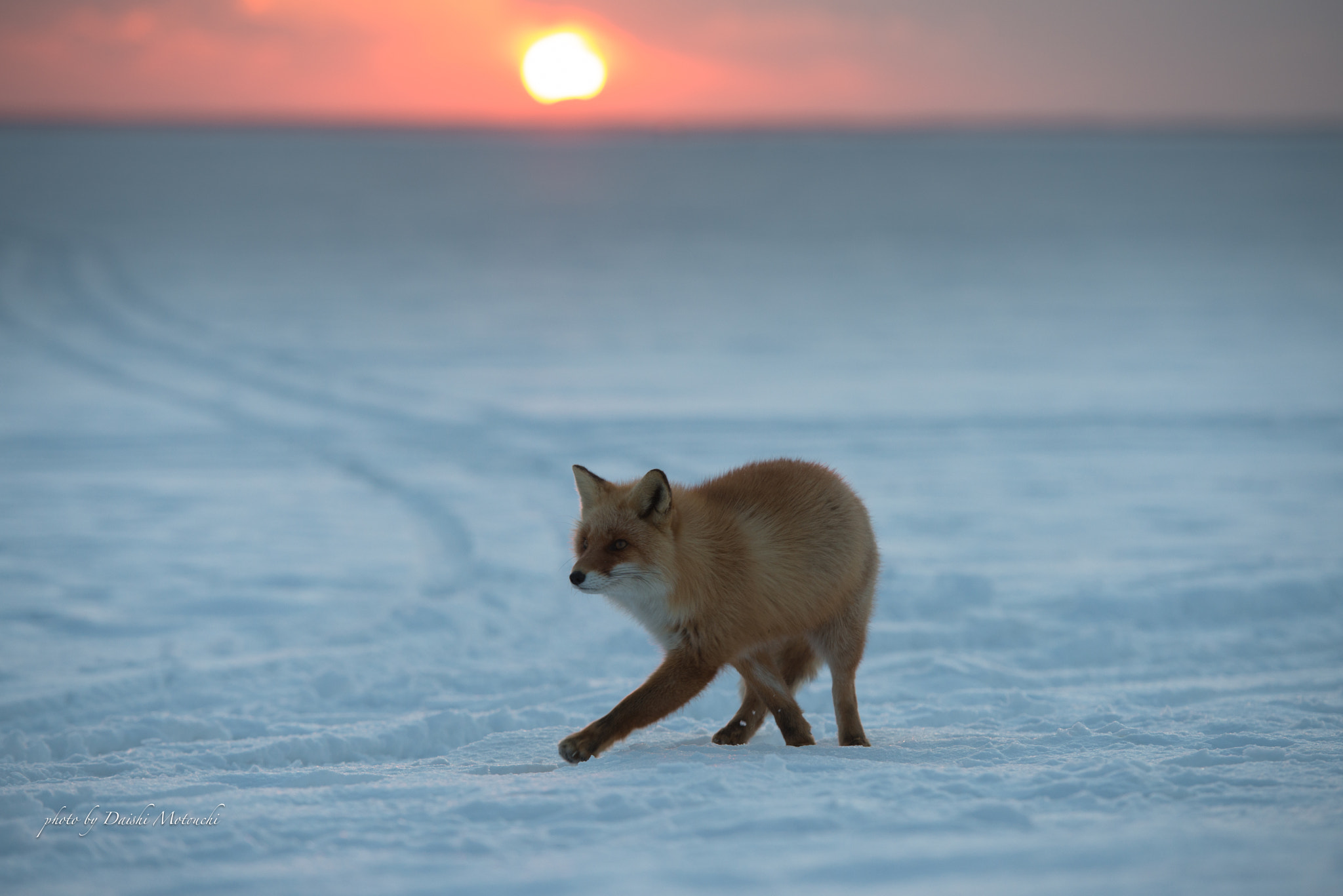Nikon AF-S Nikkor 70-200mm F2.8G ED VR II sample photo. Fox at sunset photography