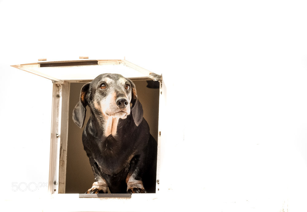 Fujifilm X-T1 + Fujifilm XF 50-140mm F2.8 R LM OIS WR sample photo. 3716 sausage dog in a flap photography