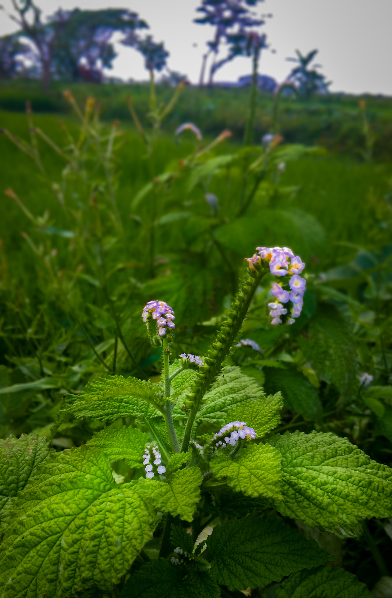 HTC DESIRE EYE sample photo. White dots among green photography