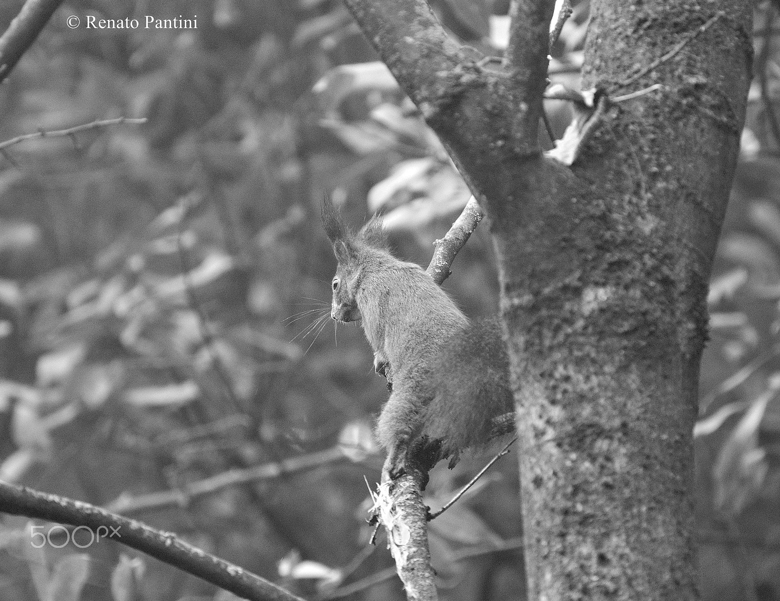 Nikon D5000 sample photo. Squirrel... photography