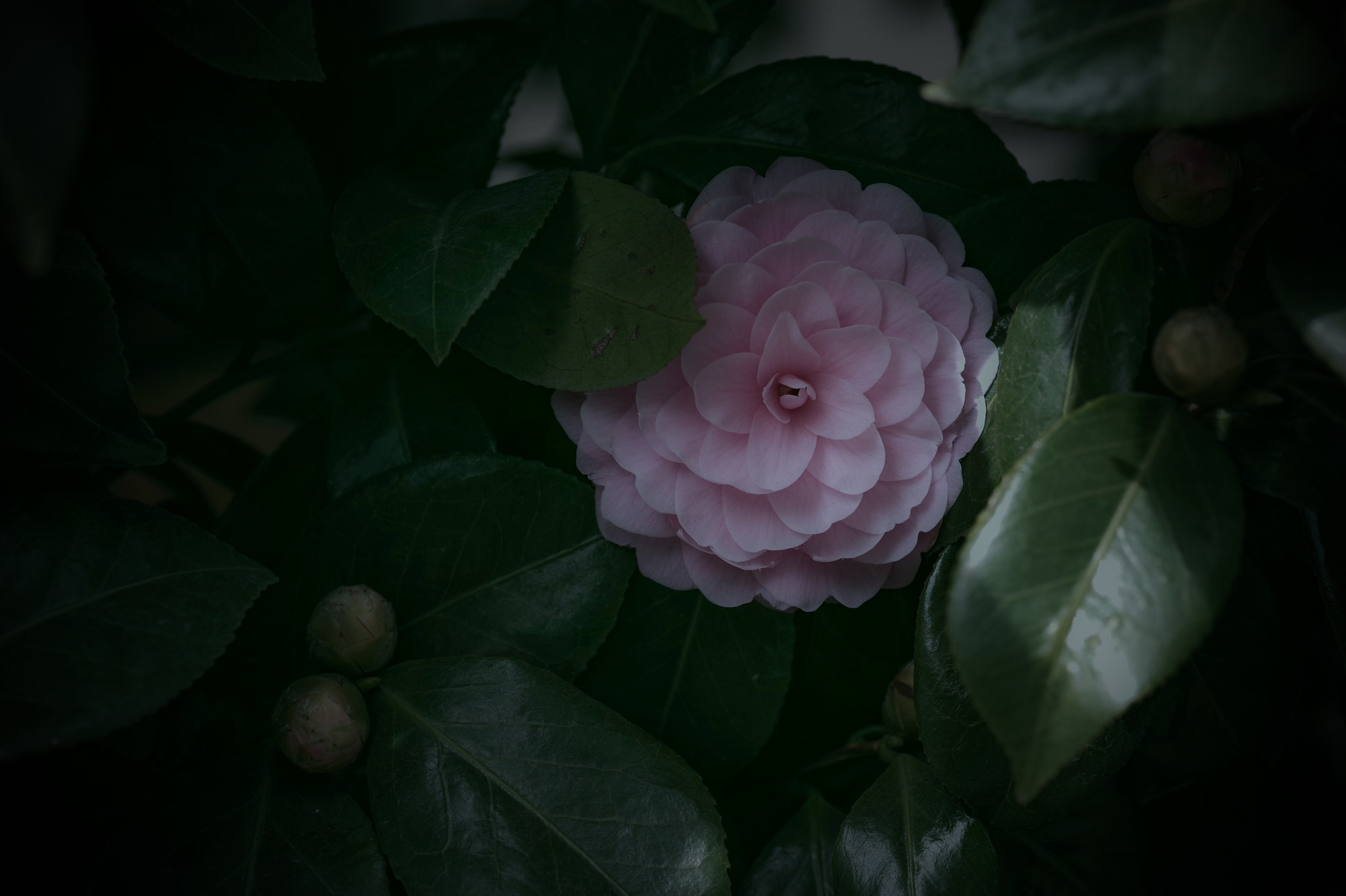 Pentax smc D-FA 100mm F2.8 Macro WR sample photo