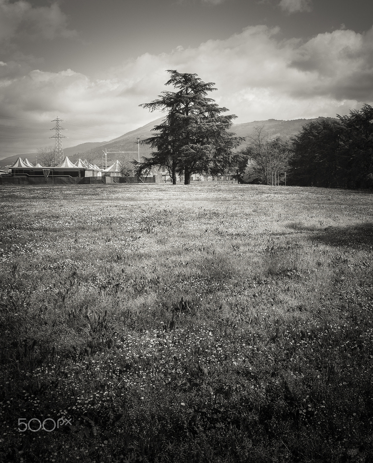 Pentax K-3 sample photo. Some trees and overhead power line photography