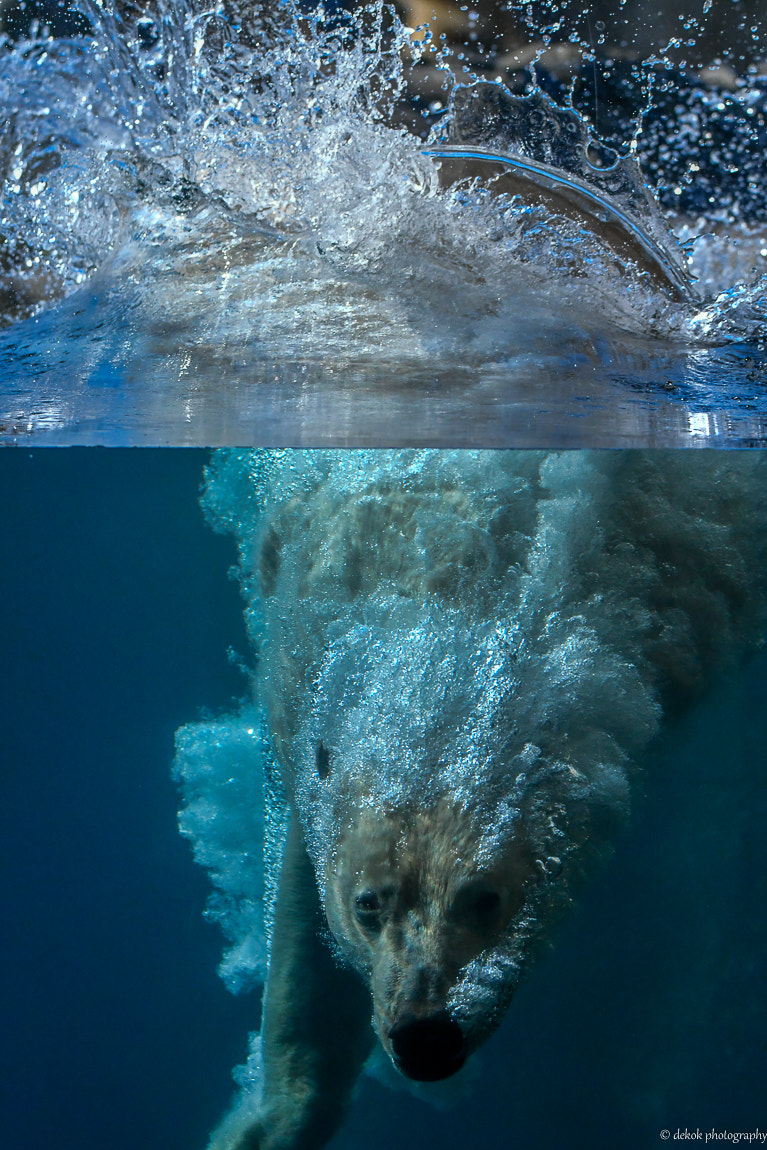 Nikon D500 + Sigma 150-600mm F5-6.3 DG OS HSM | C sample photo. Dive polar bear dive photography