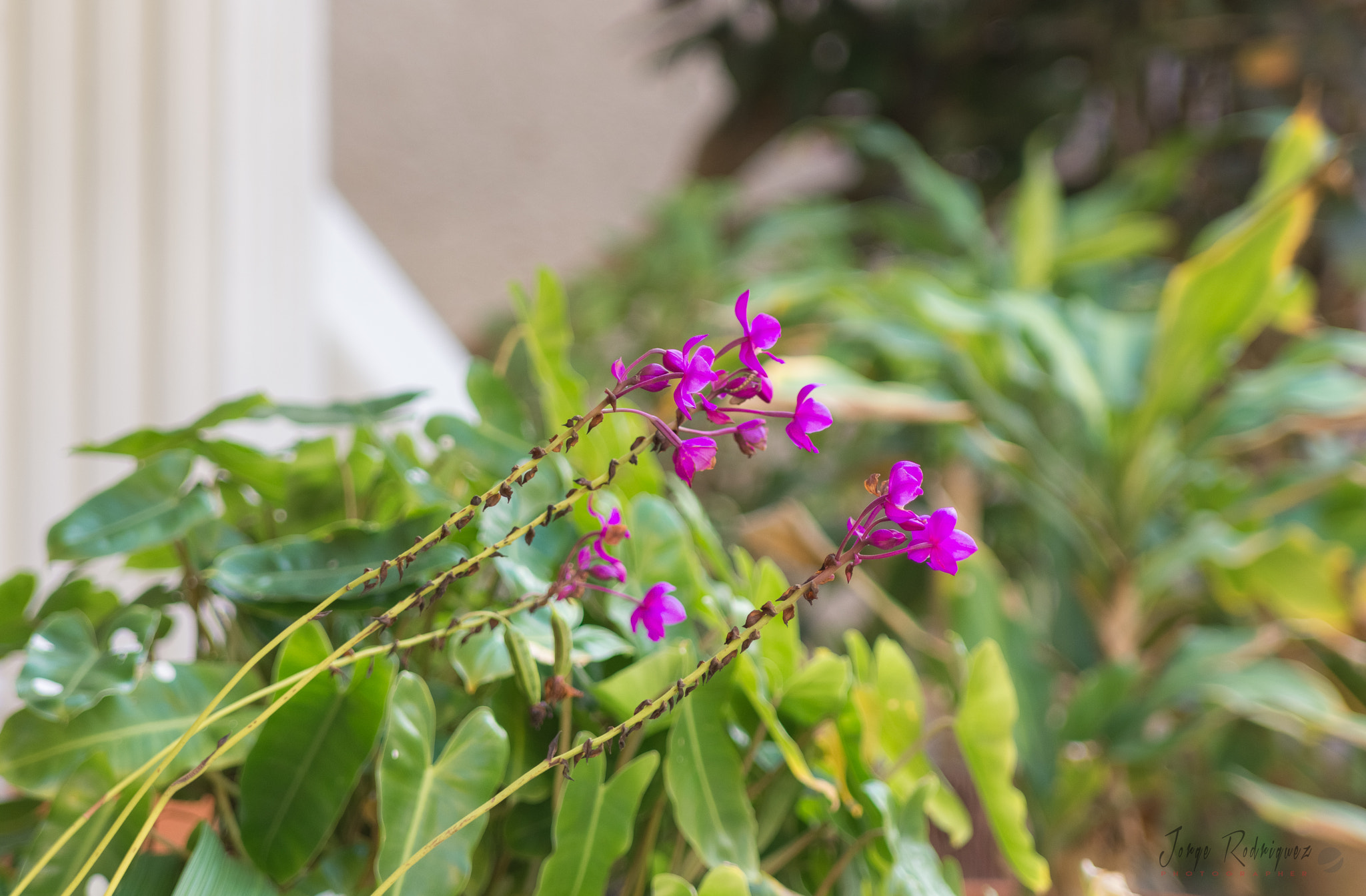 Nikon D7200 sample photo