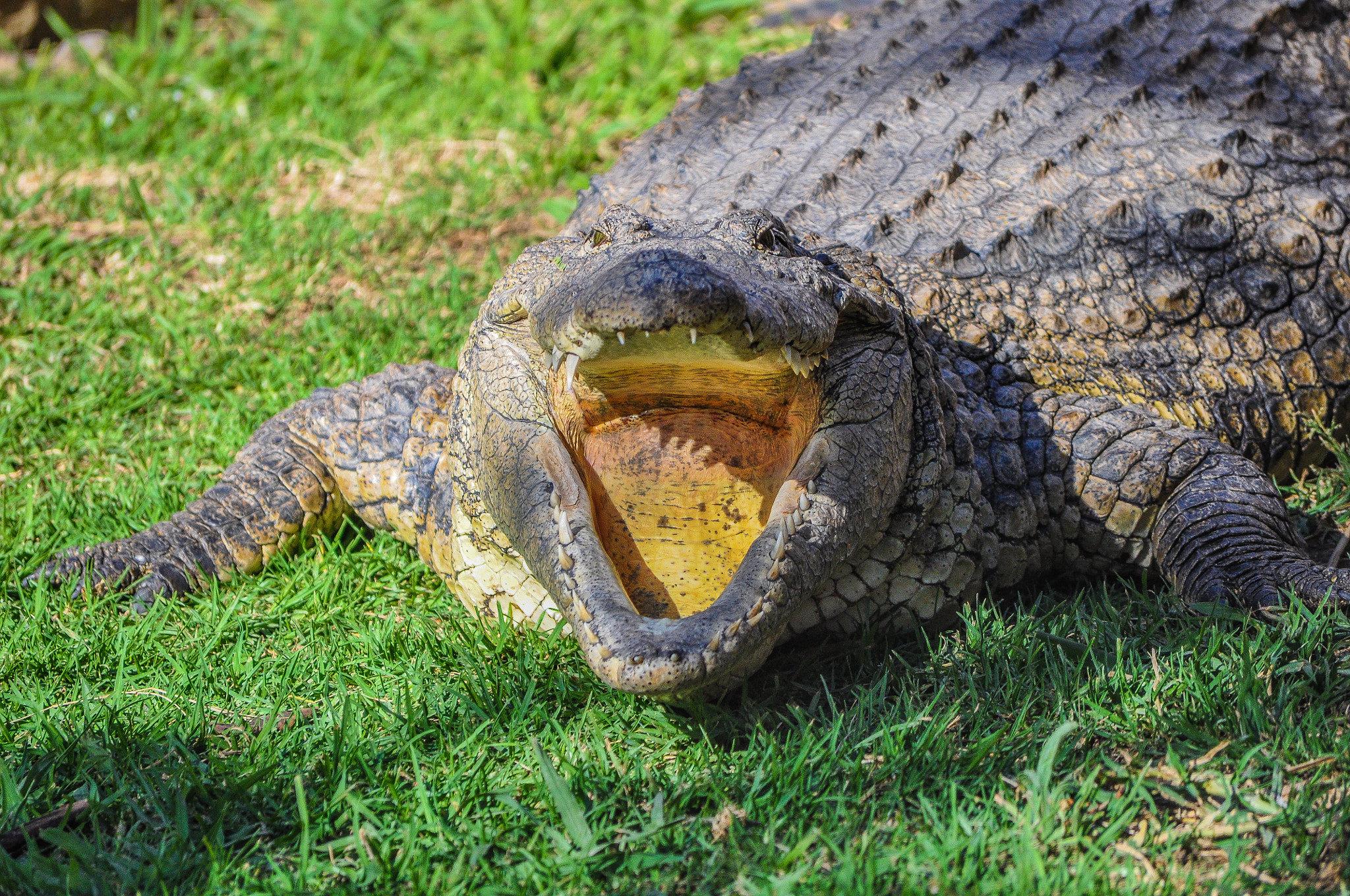 Nikon D90 sample photo. Hungry crocodile photography