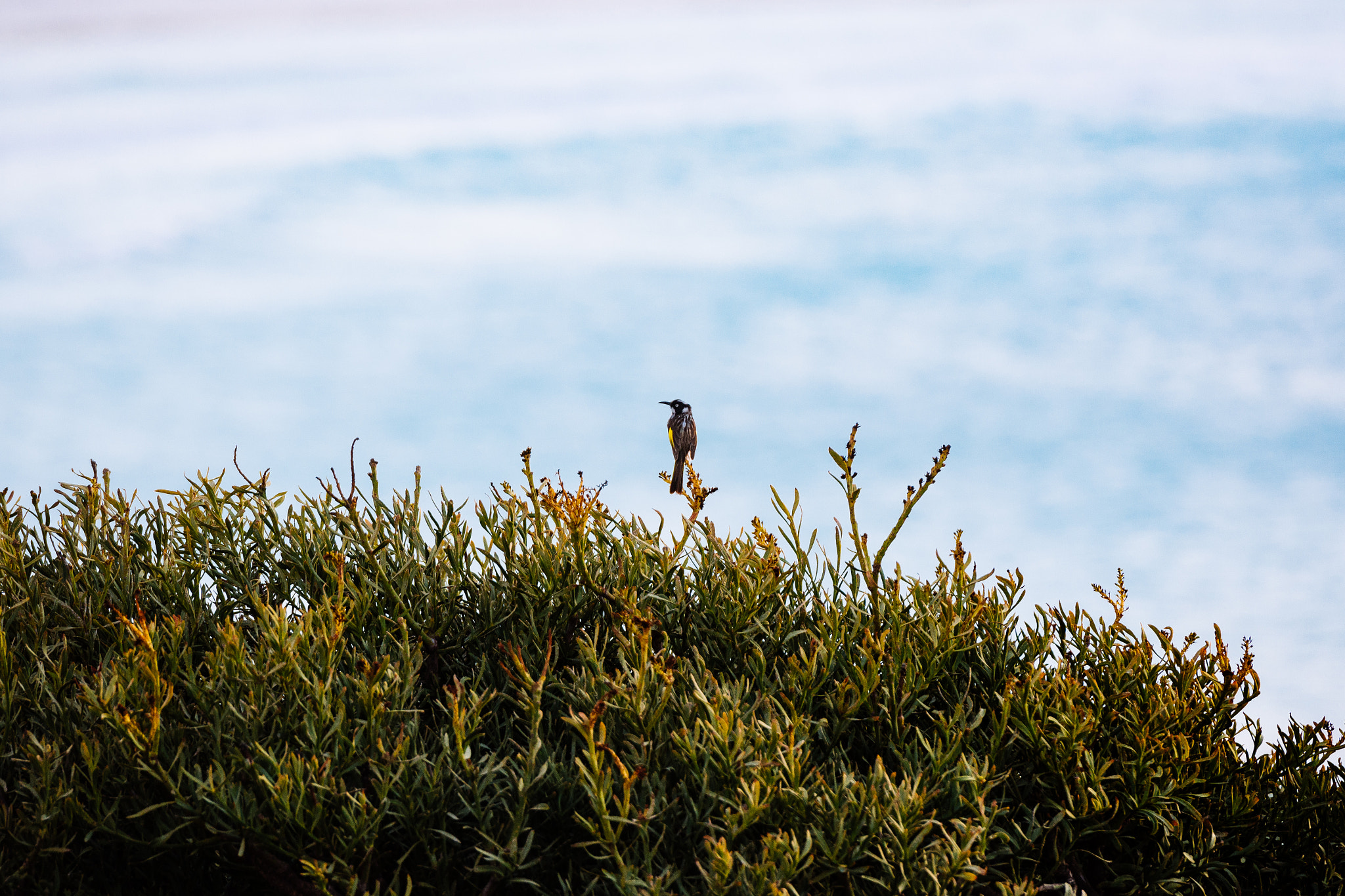 Nikon AF-S Nikkor 70-200mm F2.8G ED VR II sample photo. Looking to the ocean photography