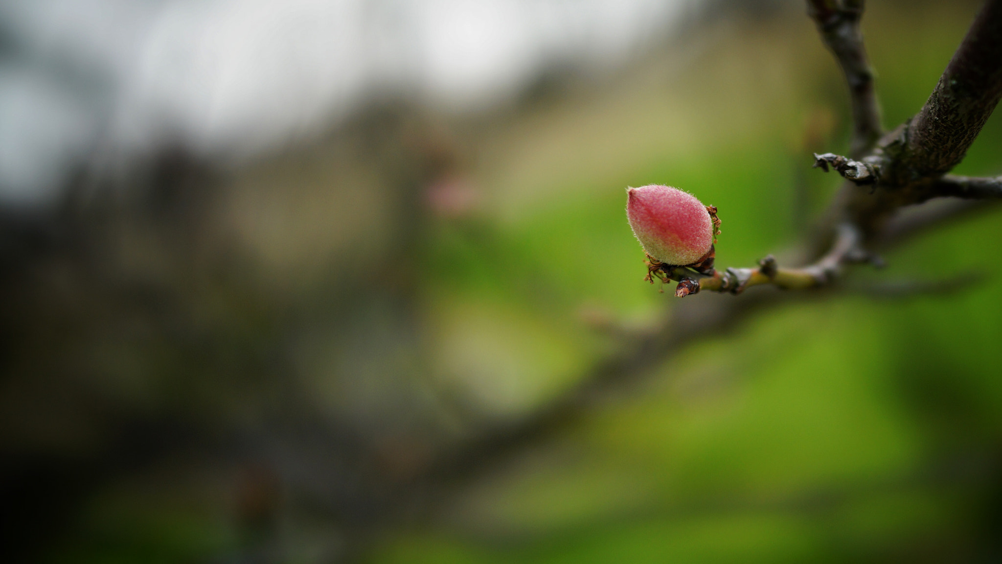 Sony 35mm F2.0 sample photo. 胭脂 photography