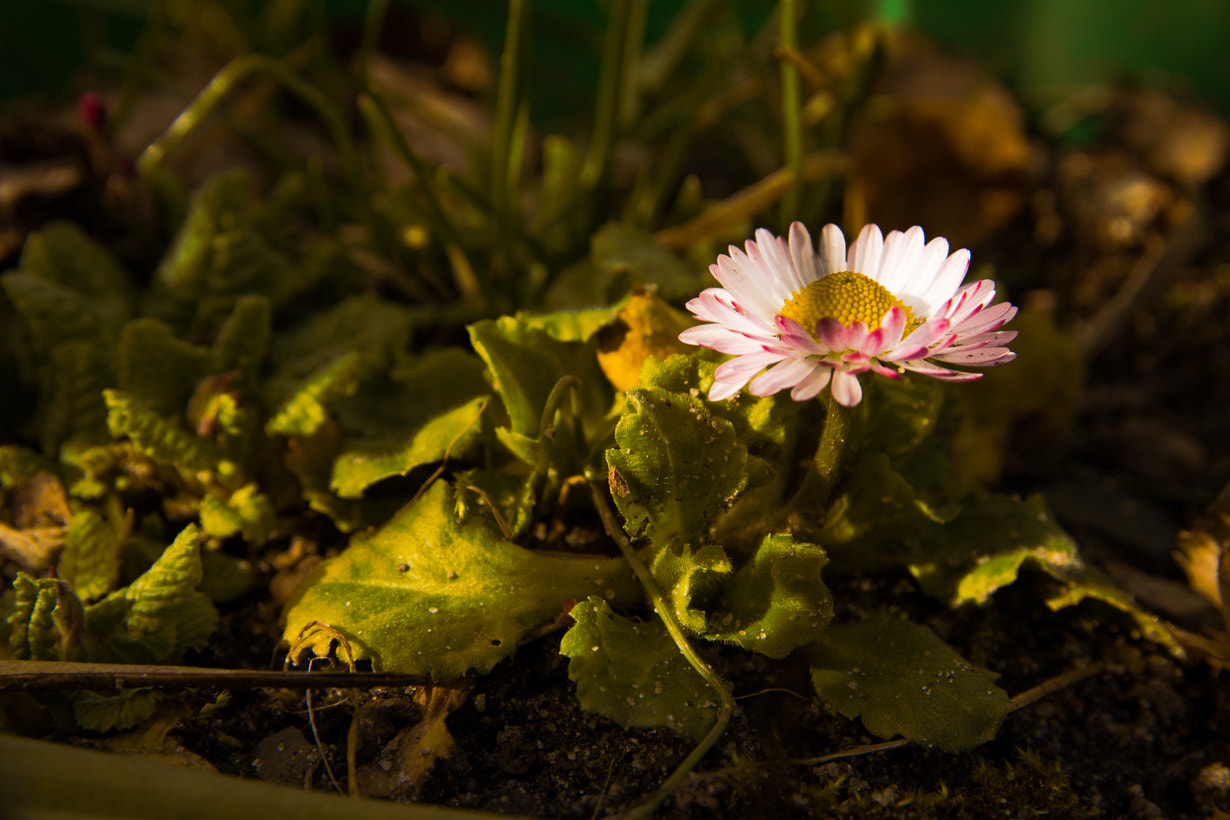 Canon EOS 600D (Rebel EOS T3i / EOS Kiss X5) + Canon EF-S 17-55mm F2.8 IS USM sample photo. Daisy photography