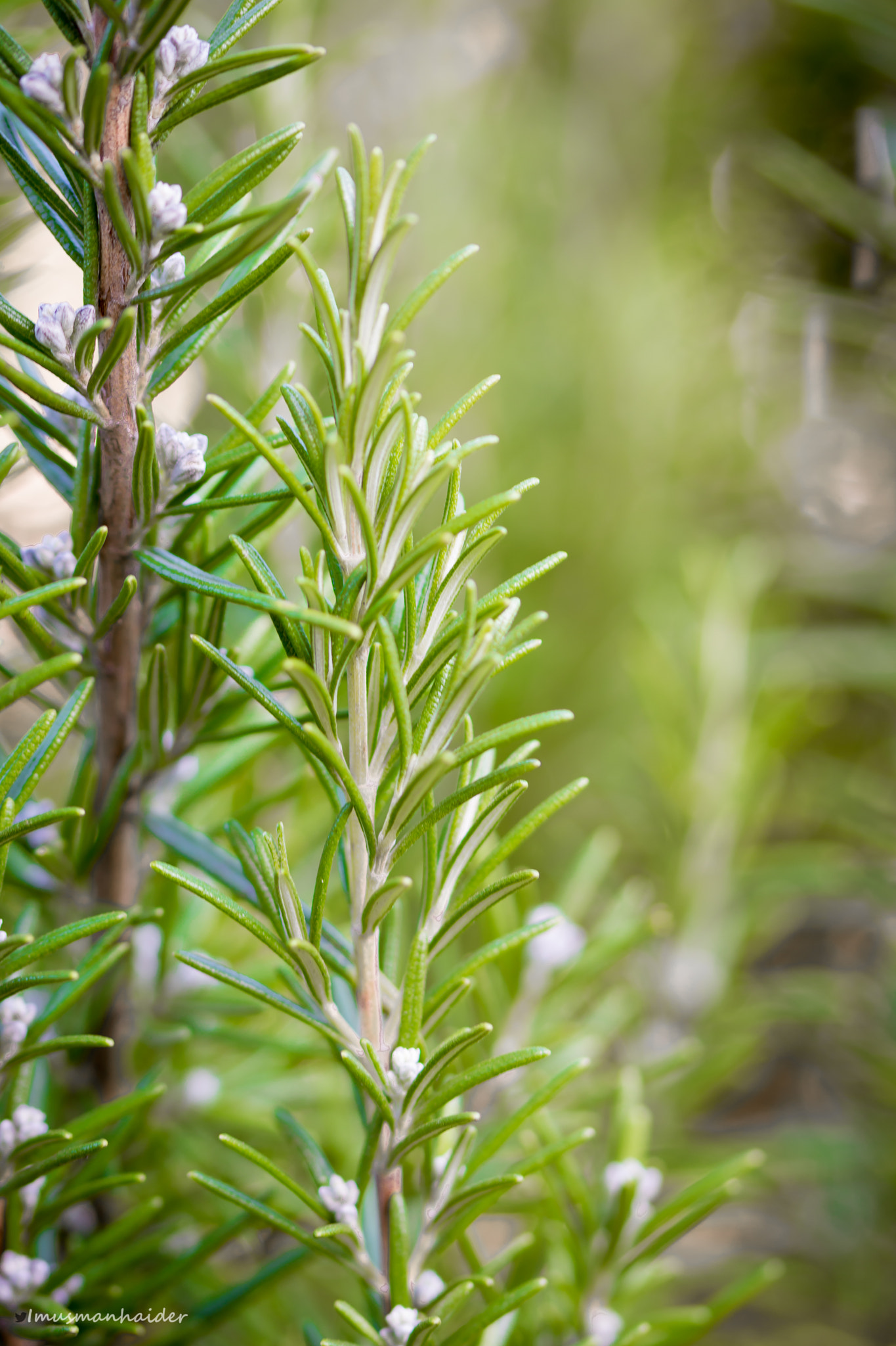 Sigma 105mm F2.8 EX DG OS HSM sample photo. Rosemary photography