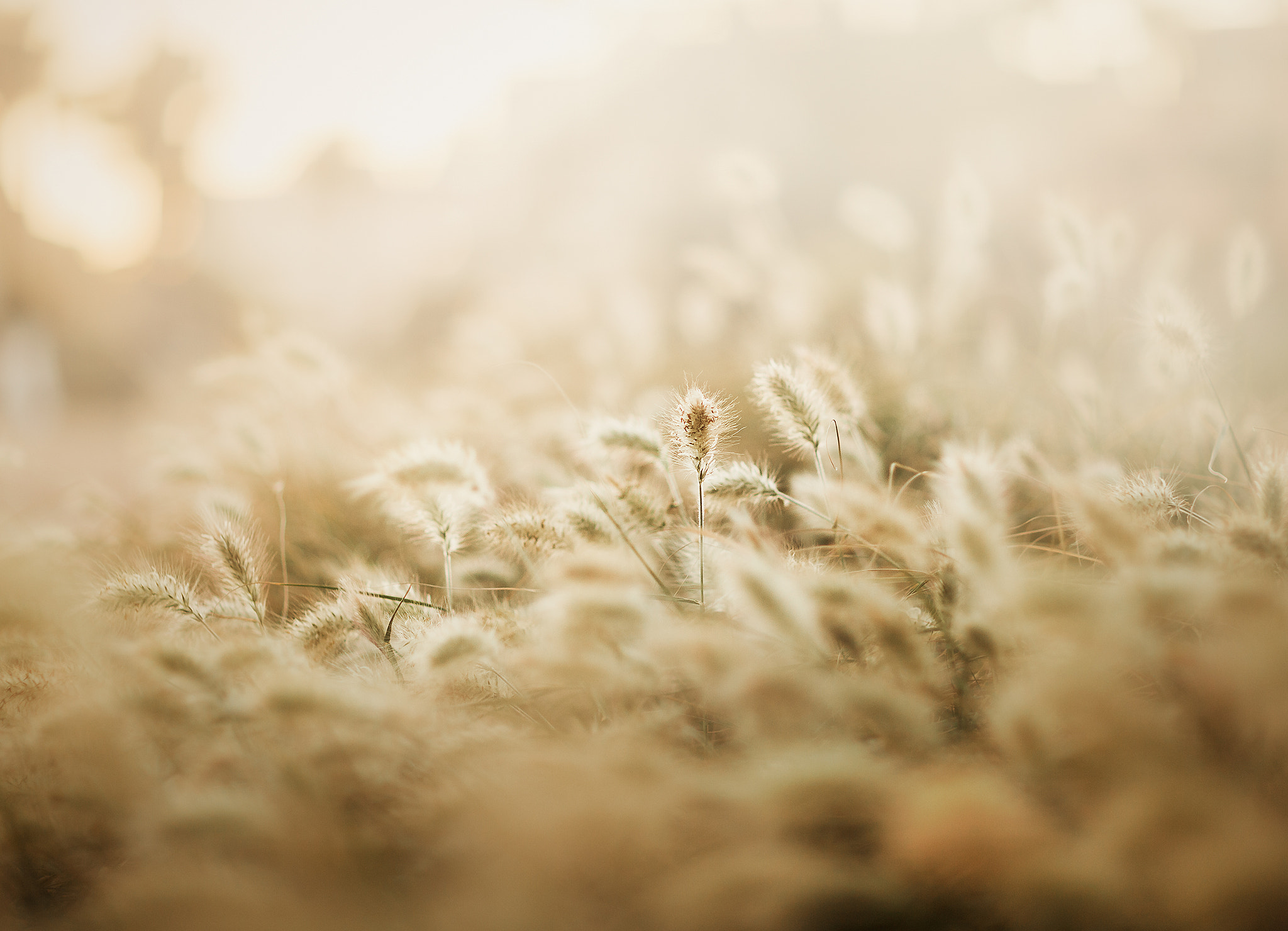 Canon EF 85mm F1.2L II USM sample photo. Sunny photography