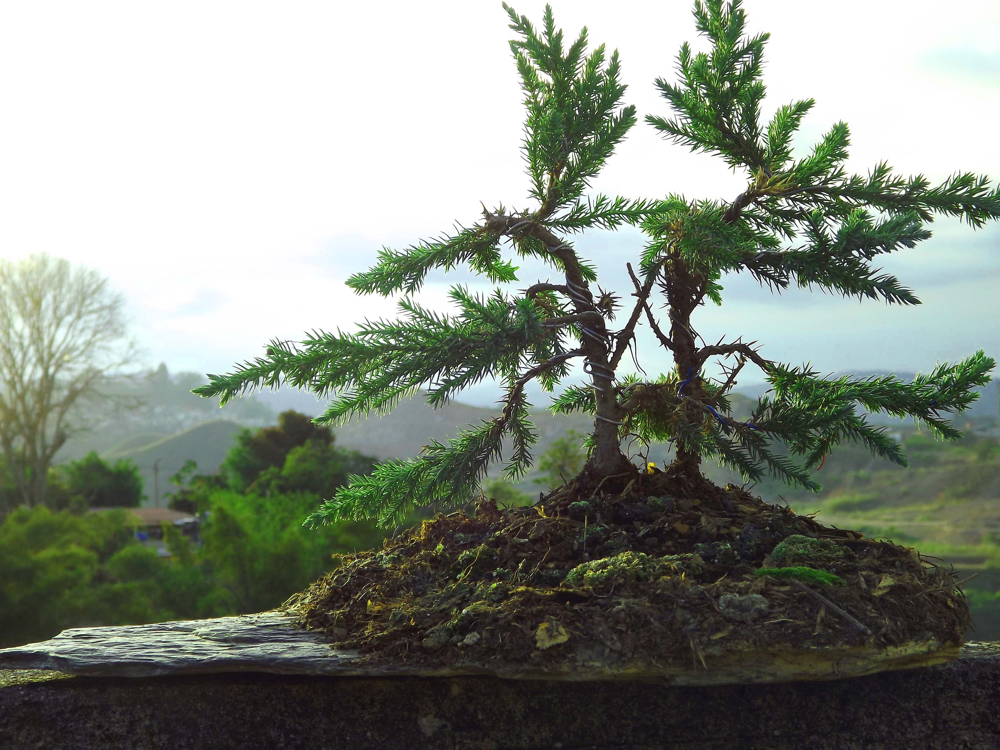 FujiFilm FinePix S4000 (FinePix S4050) sample photo. Bonsai bosque photography