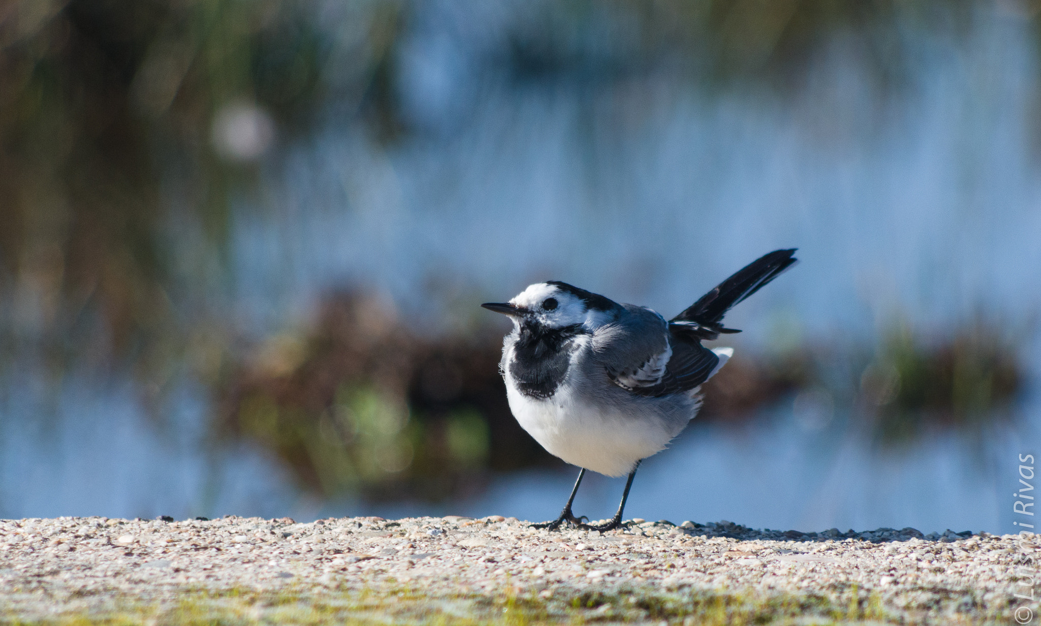 HD Pentax DA 55-300mm F4.0-5.8 ED WR sample photo. Igp photography