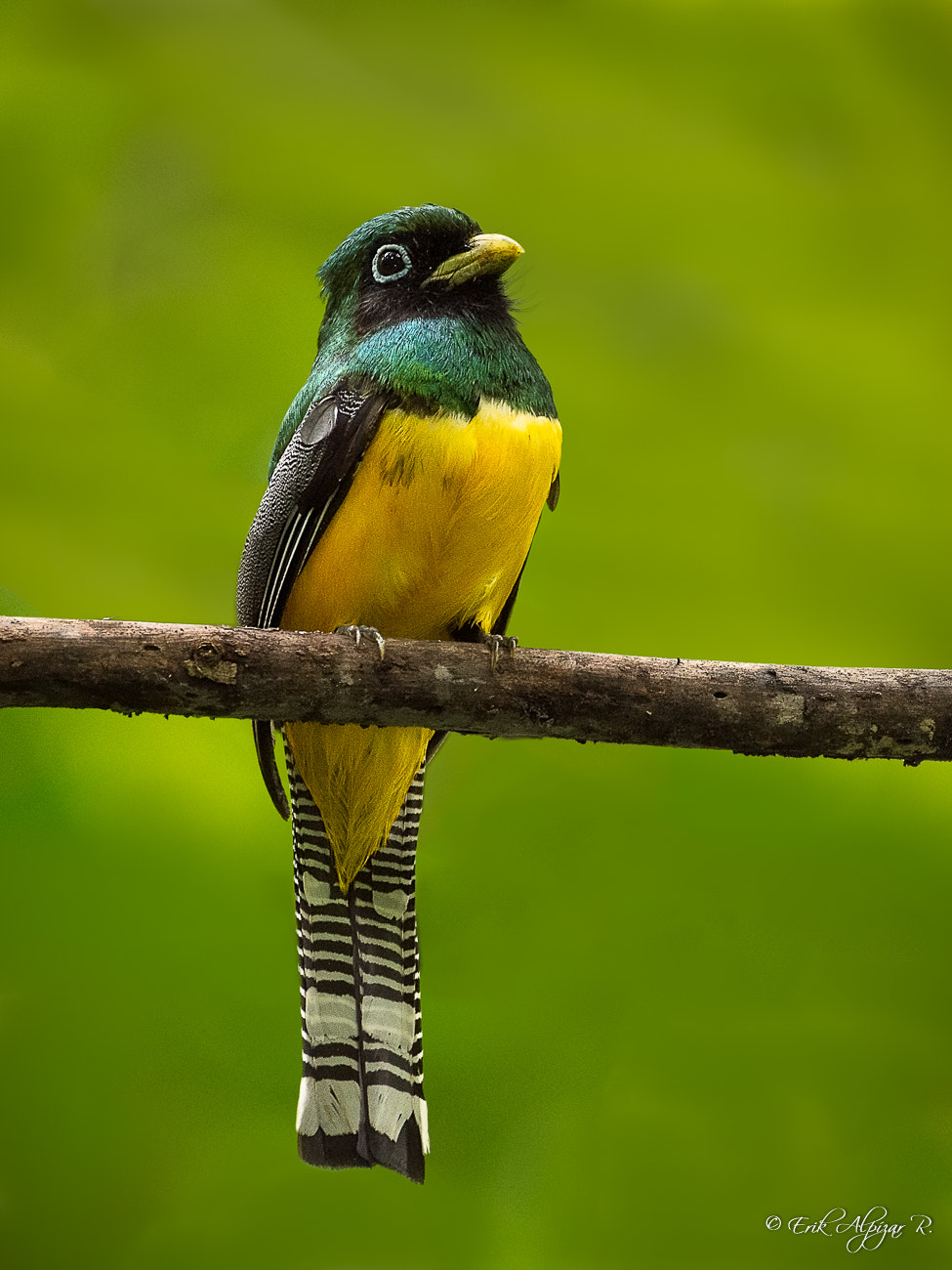 Nikon AF-S Nikkor 200-500mm F5.6E ED VR sample photo. Black-throated trogon photography