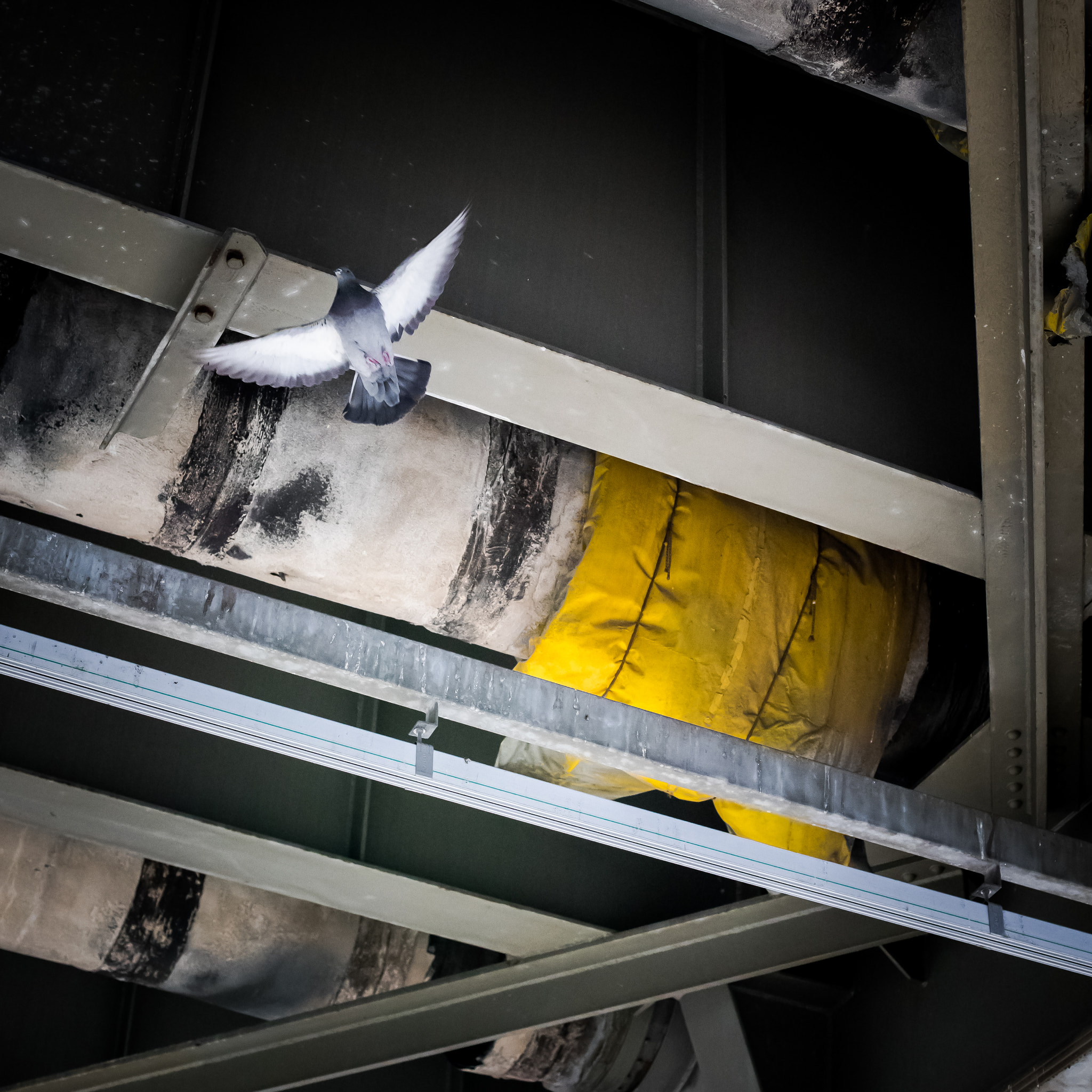 Canon EF 50mm F1.4 USM sample photo. Doves nest photography