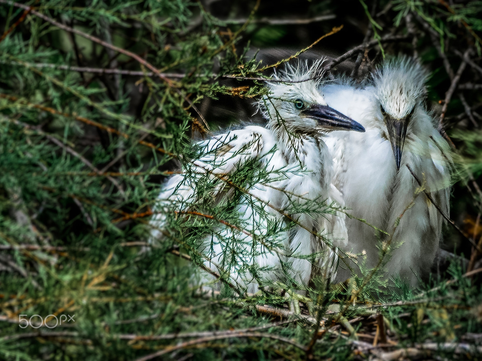 Nikon D7100 + Sigma 120-400mm F4.5-5.6 DG OS HSM sample photo. Nest photography