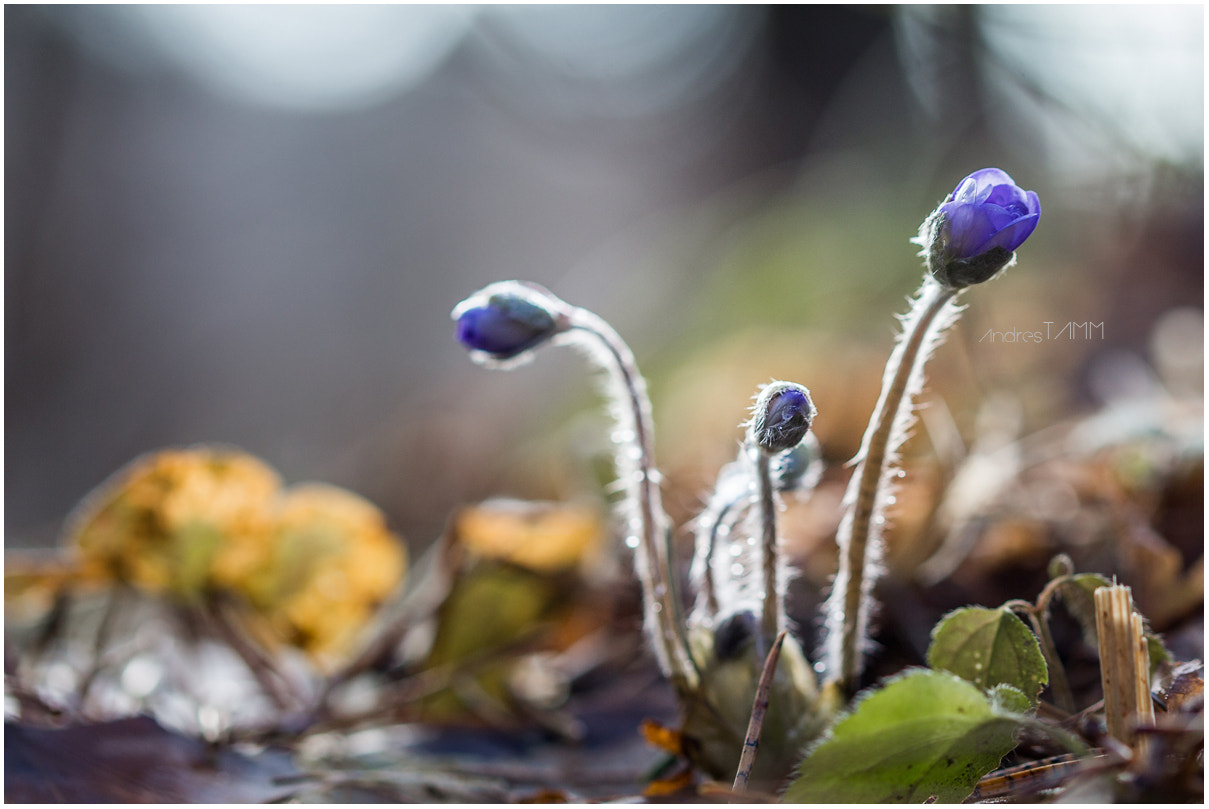 Sigma 105mm F2.8 EX DG OS HSM sample photo. The spring heralds photography