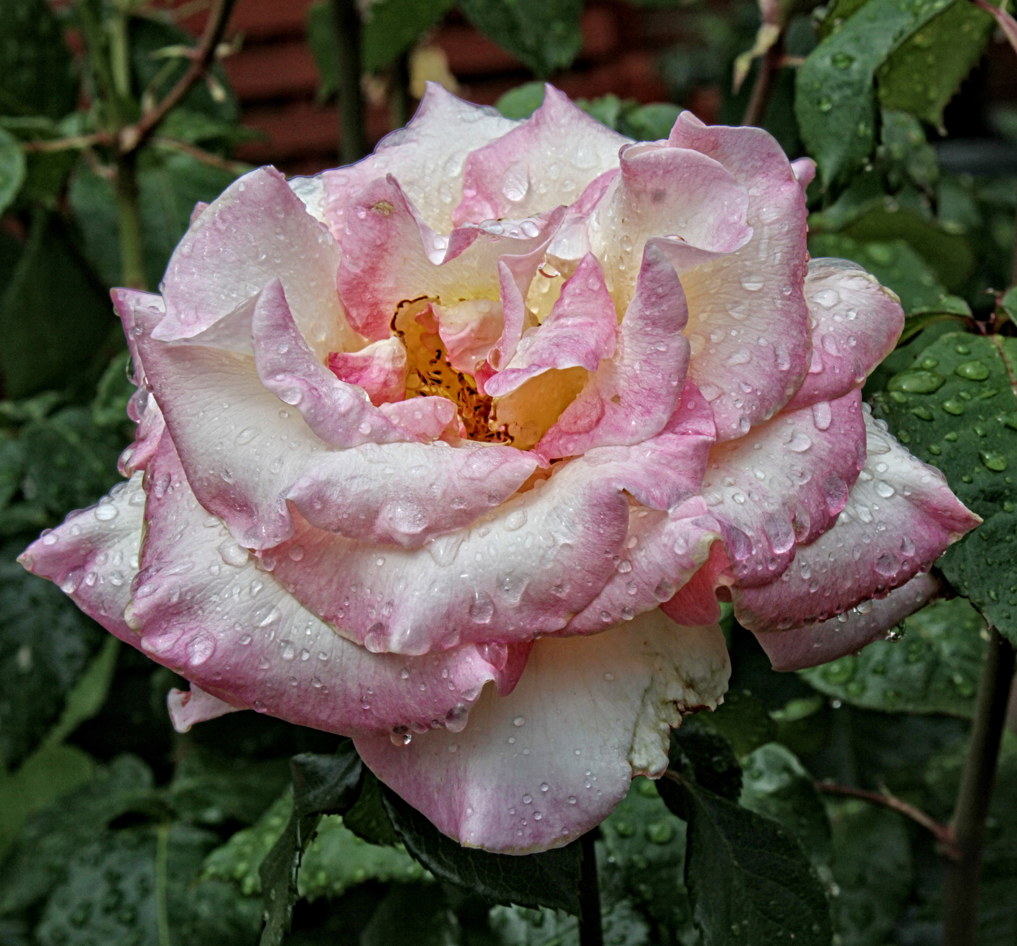 Canon EOS 50D + Canon EF 24-105mm F4L IS USM sample photo. Ba 22 rose 13 r photography