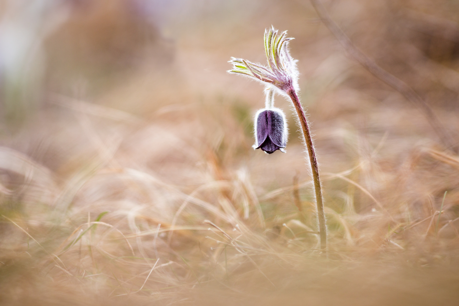 Canon EOS 6D + Canon EF 300mm F4L IS USM sample photo. Lonely photography